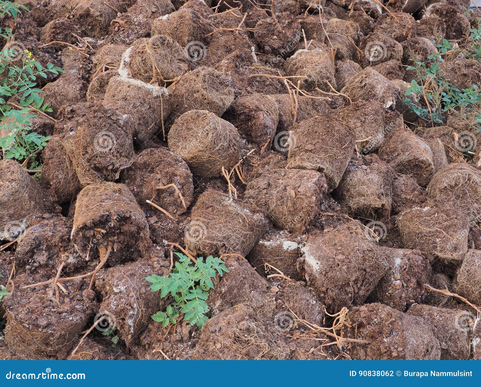 Root grow on peat moss stock photo. Image of closeup 90838062