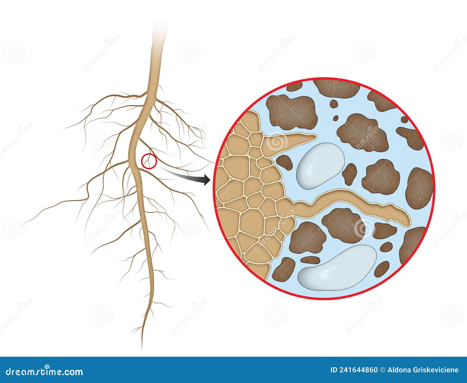 Plant Root Absorption of Water Stock Illustration - Illustration of phloem, food: 241644860 Plant Root Absorption of Water Stock Illustration - Illustration of phloem, food: 241644860