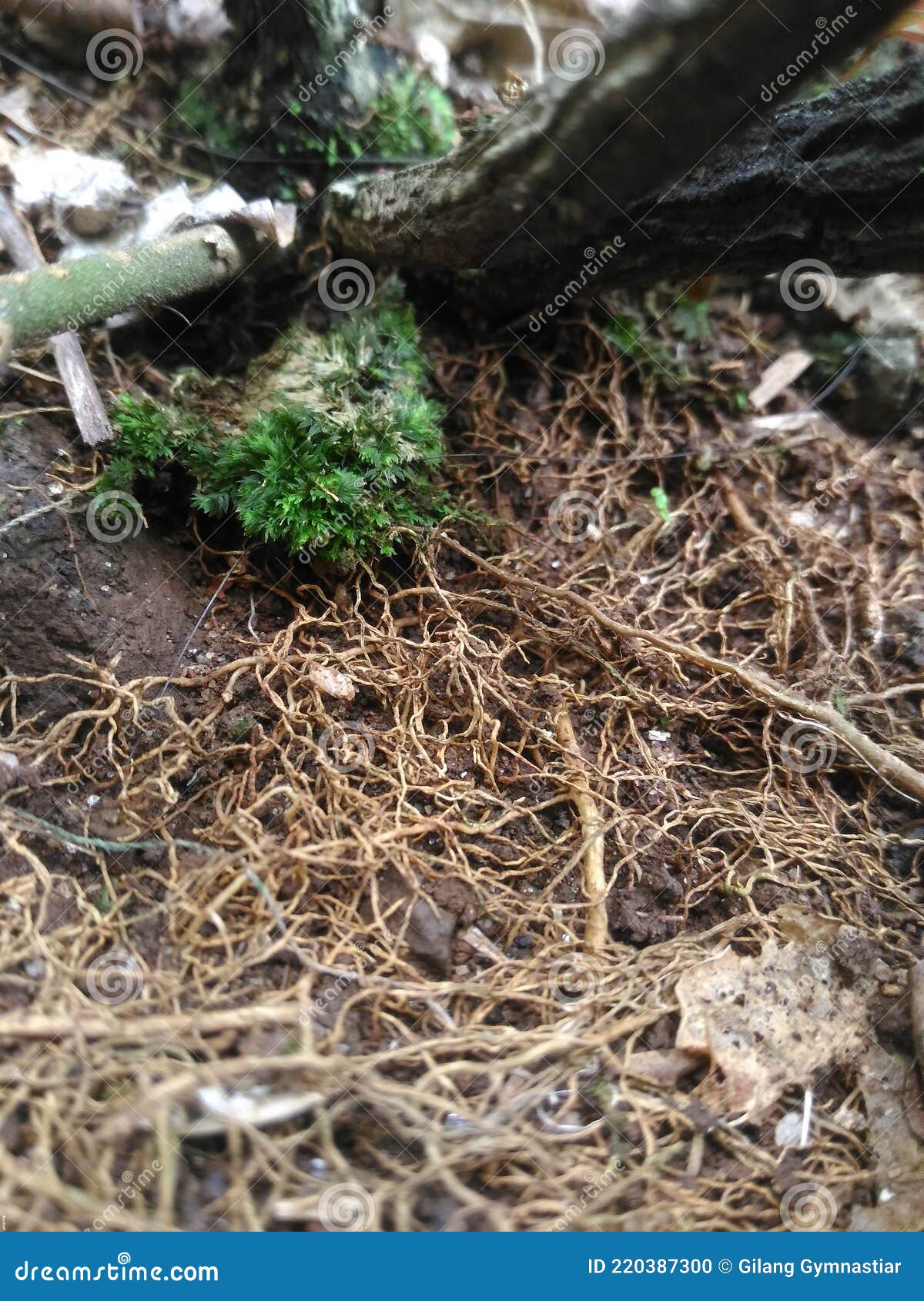 Root of the jasmine plant stock photo. Image of flower 220387300