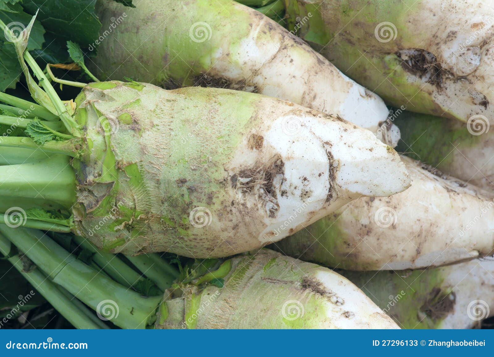 Rootmustard stock image. Image of green, vegetables 27296133