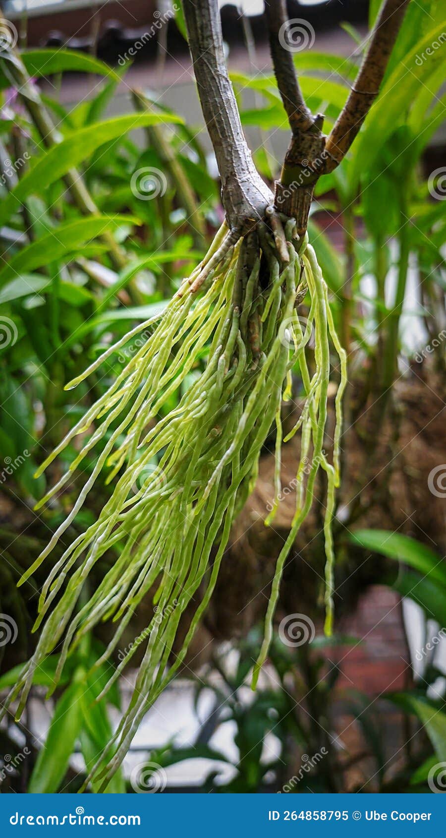 A root of orchid flower stock image. Image of nice, orchid 264858795