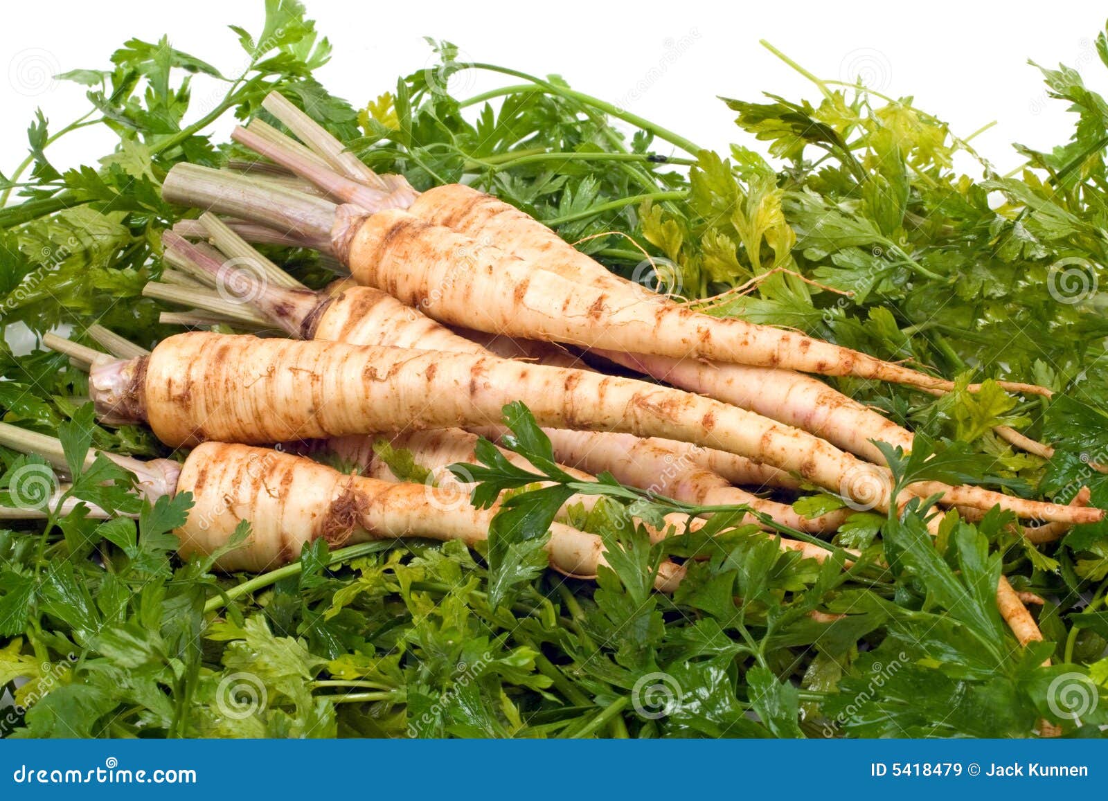 Root Parsley on Leaves stock image. Image of green, dutch 5418479
