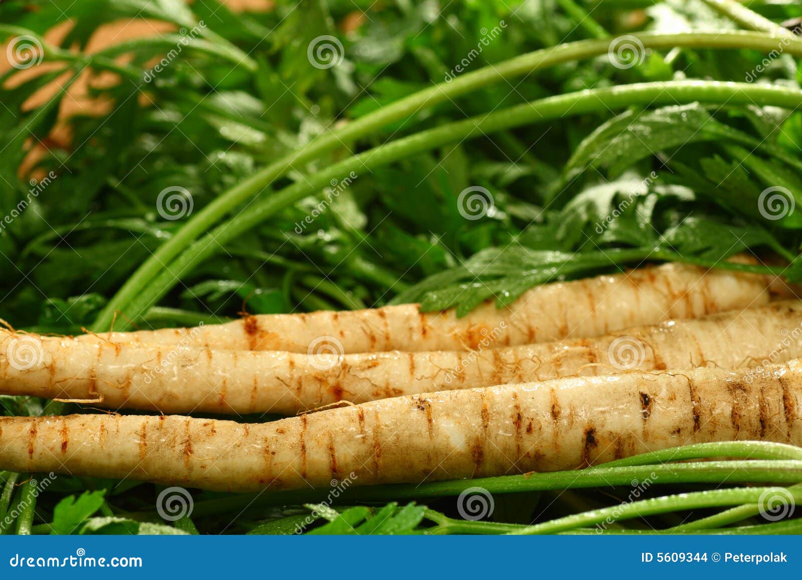 Root Parsley Roots on Its Leaves Stock Photo Image of parsnip, nature