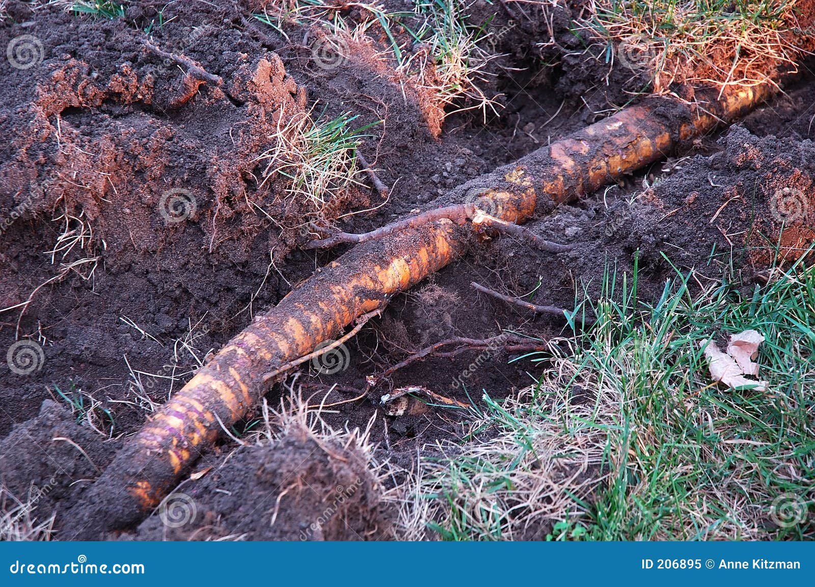 Root of the problem stock image image of spread tree 206895