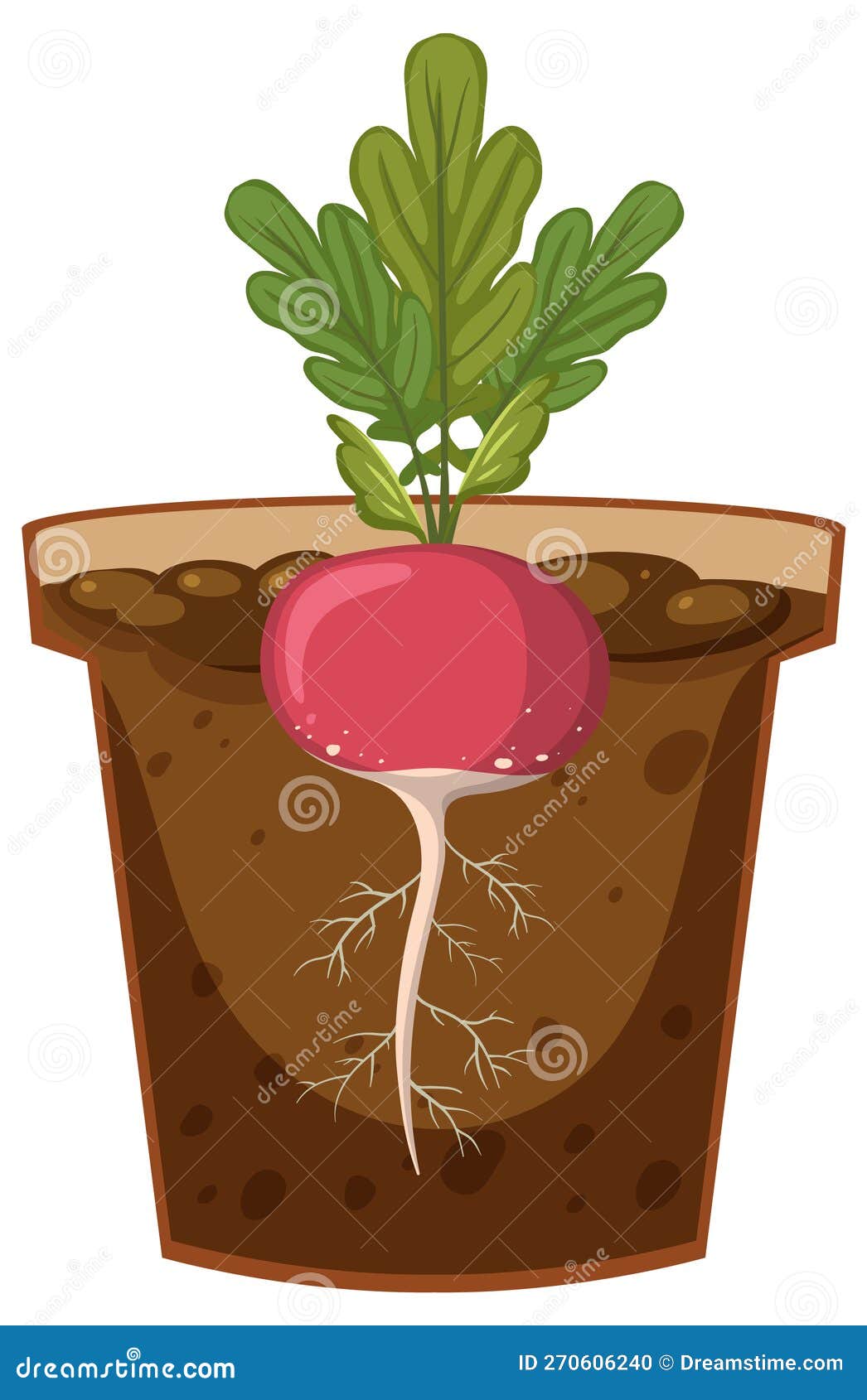 Root of Radish Plant Vector Stock Vector Illustration of nature