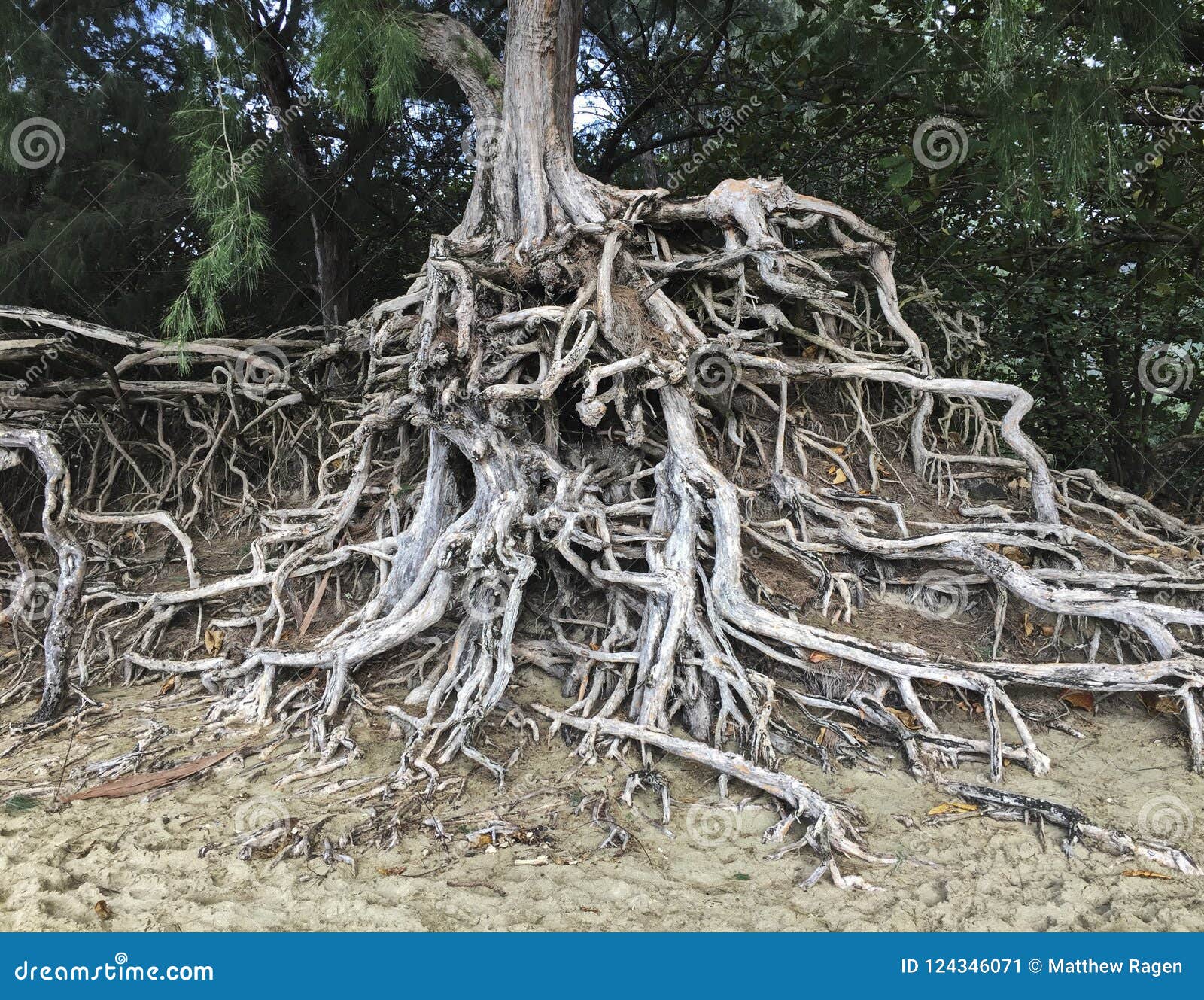 eucalyptus tree roots at haena beach
