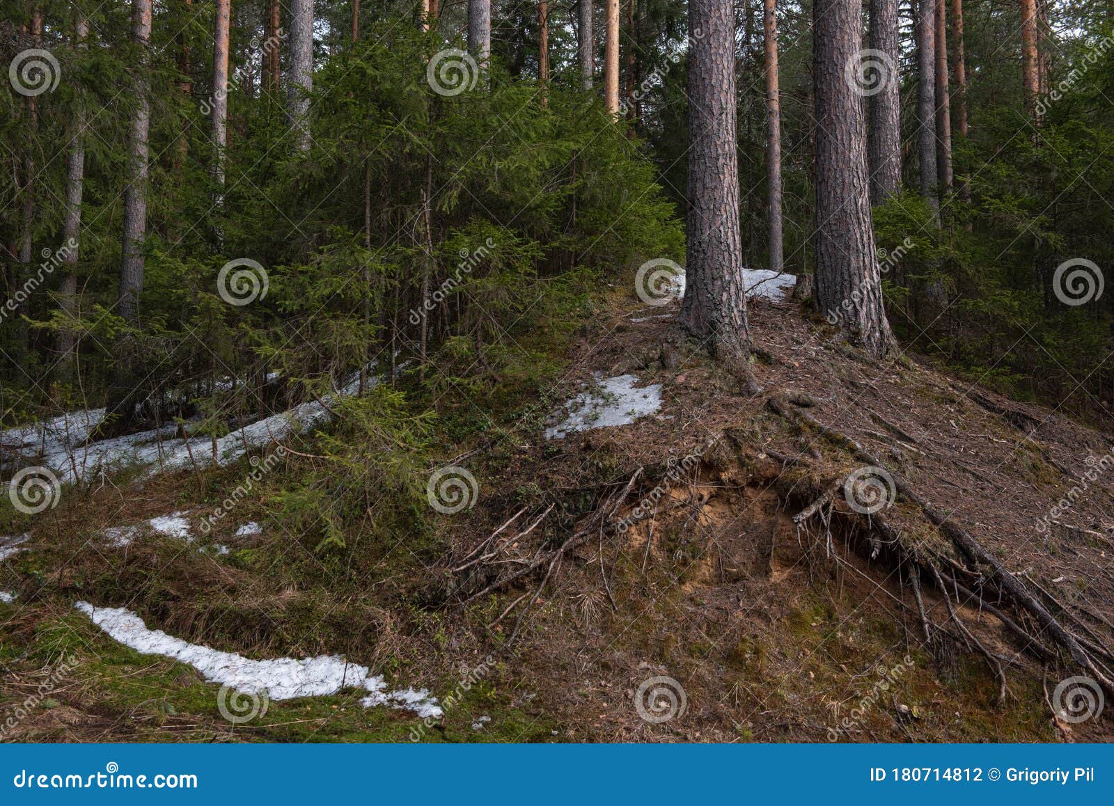 Root System of Pine Trees on a Hillside Stock Photo Image of