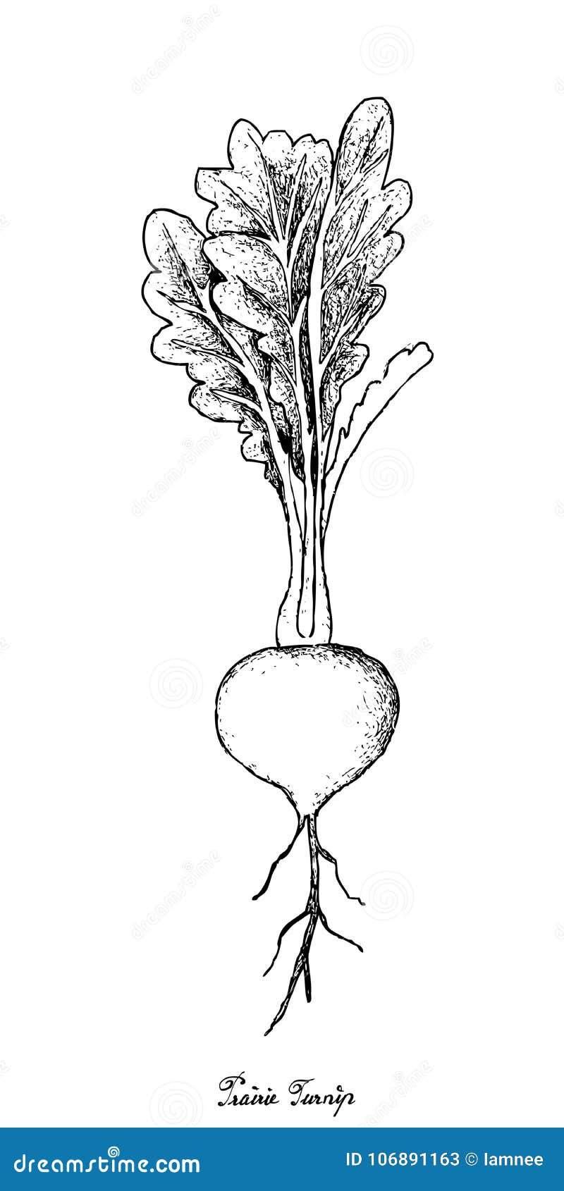 Ink sketch of turnip  Stock Illustration 48708248  PIXTA