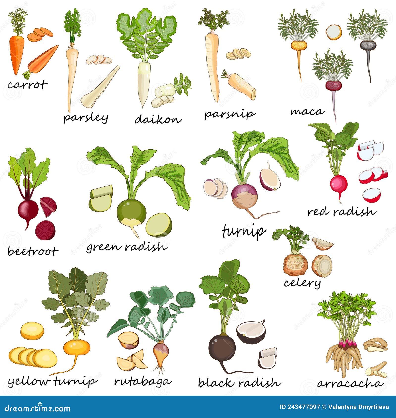 Root Vegetables. Carrot. Beetroot. Celery. Parsley. Red Radish. Black
