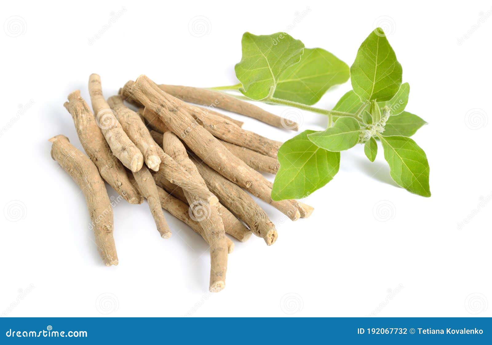 root withania somnifera, known commonly as ashwagandha, indian ginseng, poison gooseberry or winter cherry