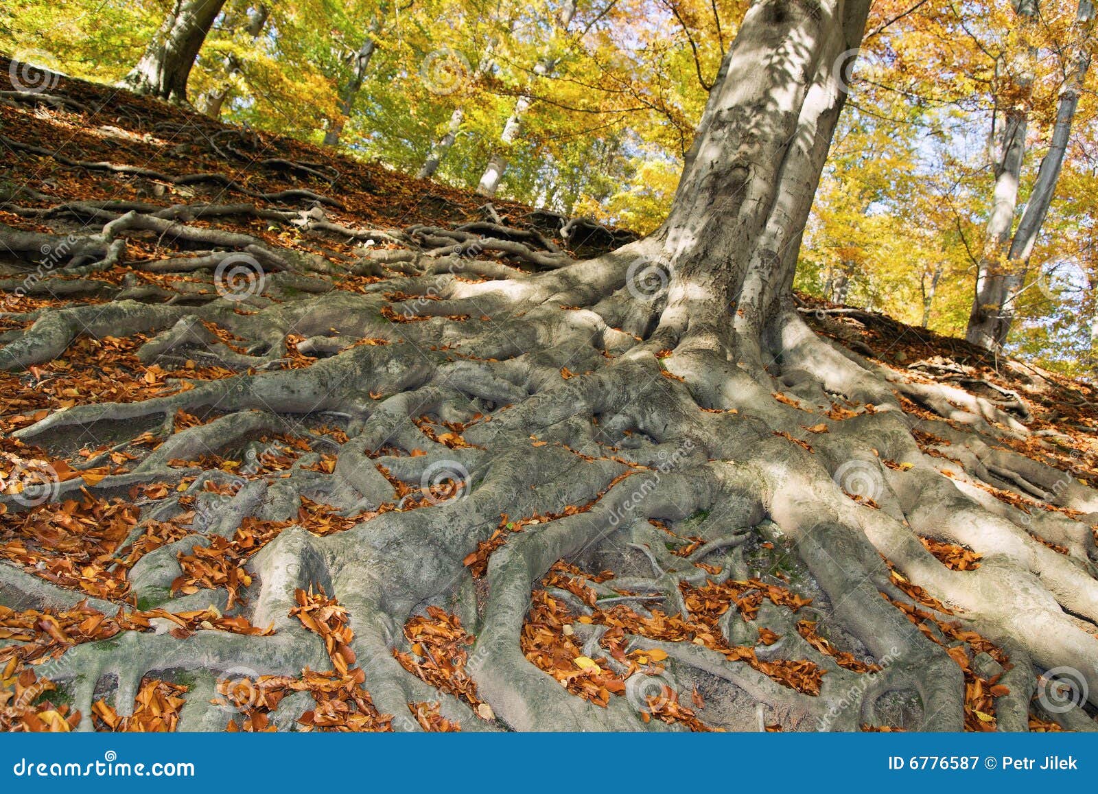 Rootage oak in wood stock image. Image of colorful, point 6776587