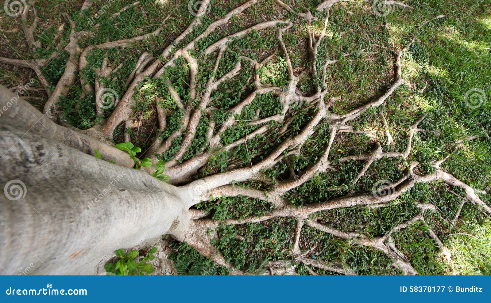 Spread Rootage Stock Photos Free & RoyaltyFree Stock Photos from