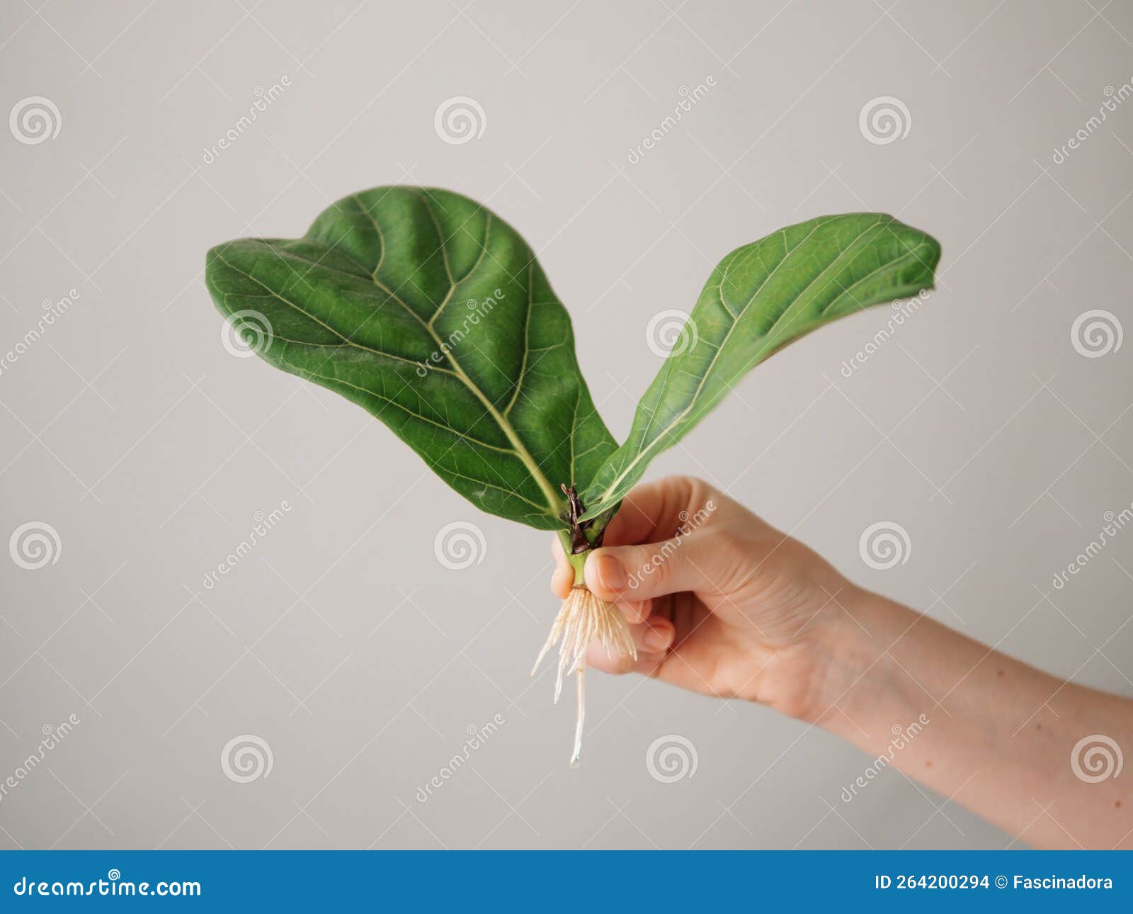 Rooted Cutting of Fiddle Leaf Fig or Ficus Lyrata Stock Photo Image