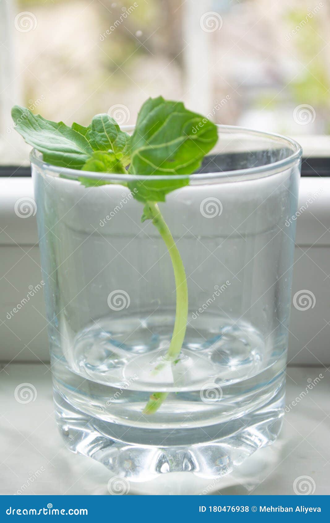 rooting/ propagating green basil in a jar of water