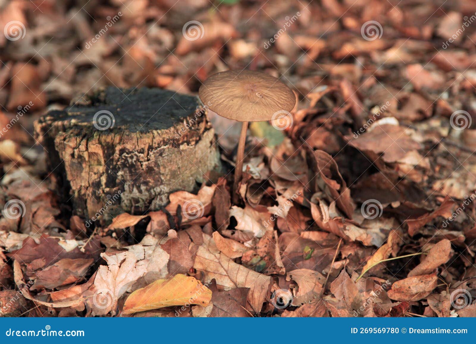 rooting shank - hymenopellis radicata