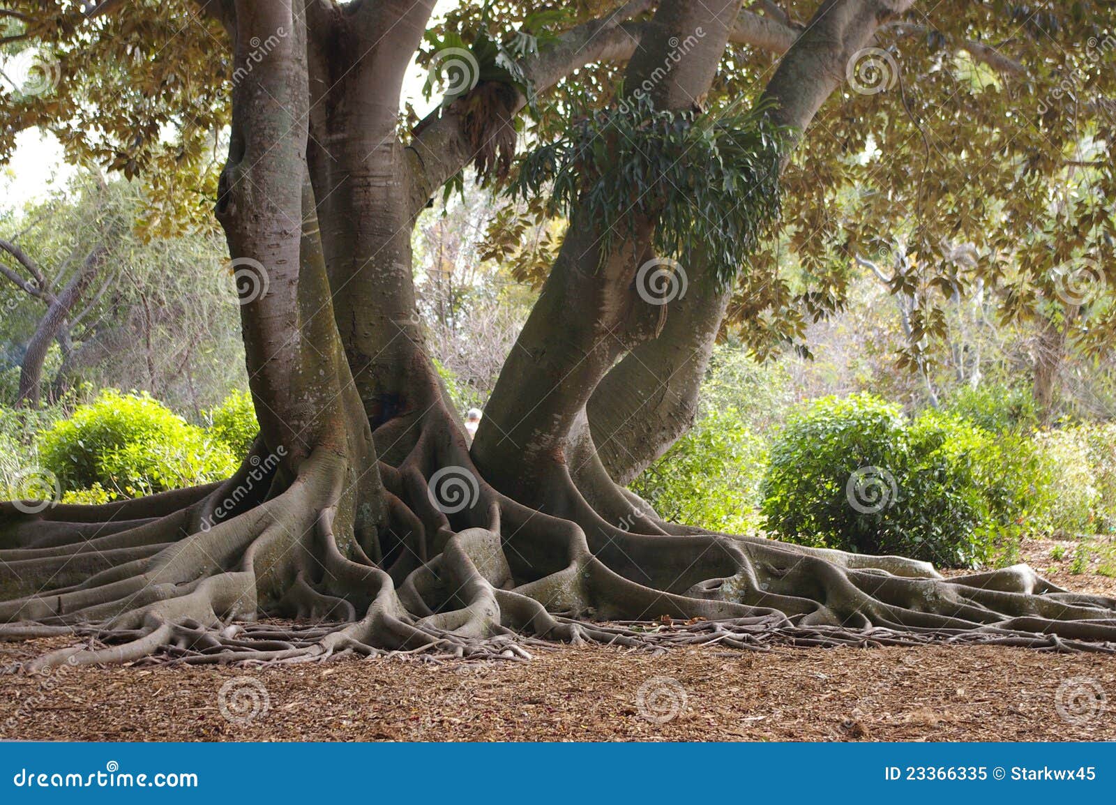 roots of a banyan tree