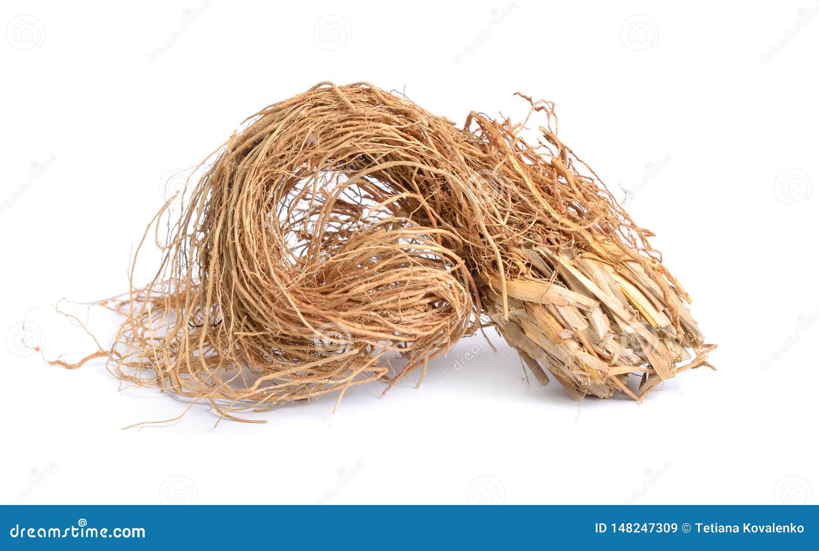 roots of chrysopogon zizanioides, commonly known as vetiver.  on white background