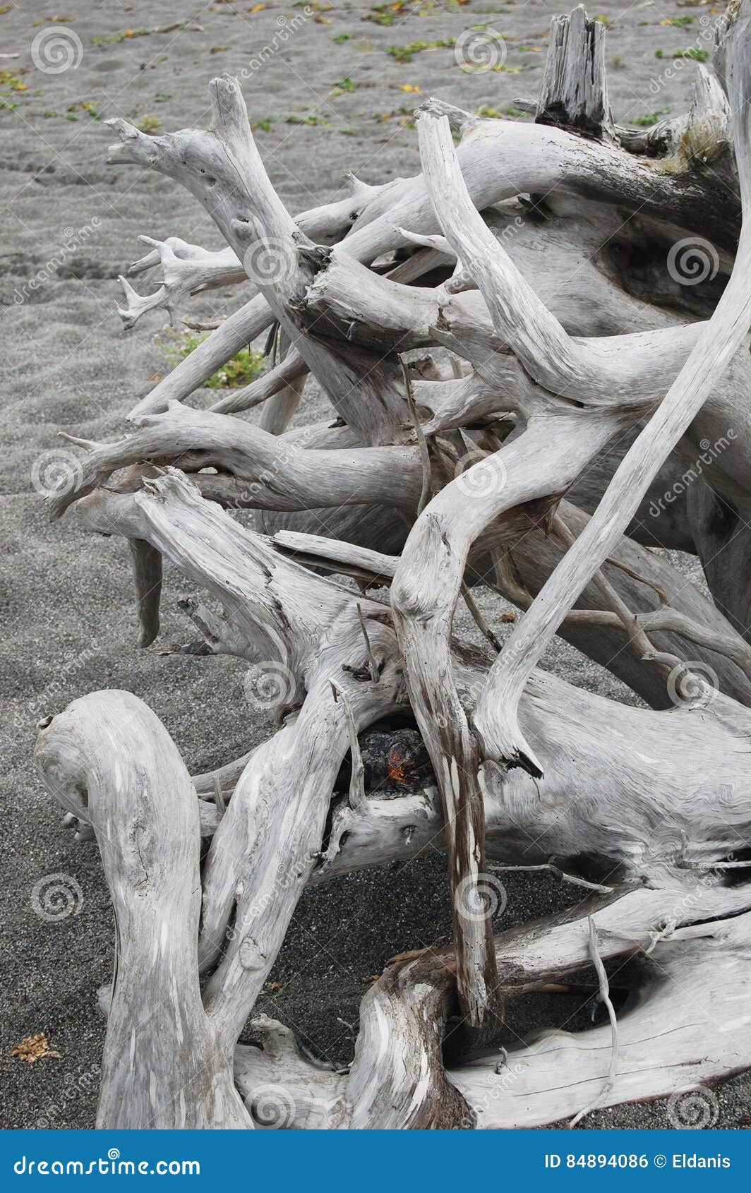Roots from driftwood stock photo. Image of sandy, roots 84894086