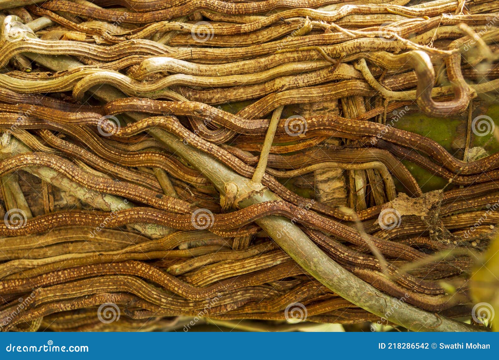 roots forming texture pattern background