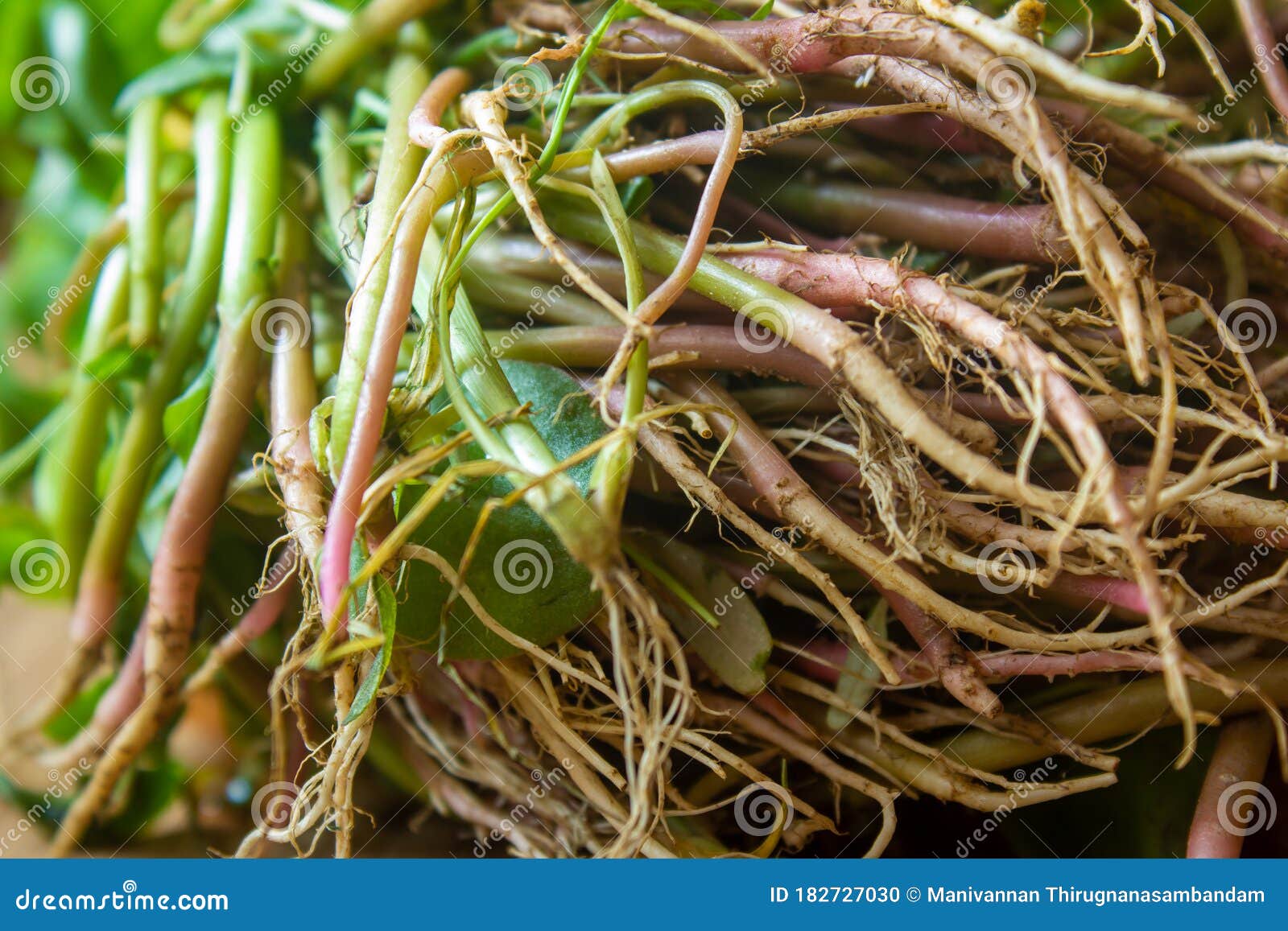 Roots of Green Leaves of Chinese Spinach Also Known As Amaranthus
