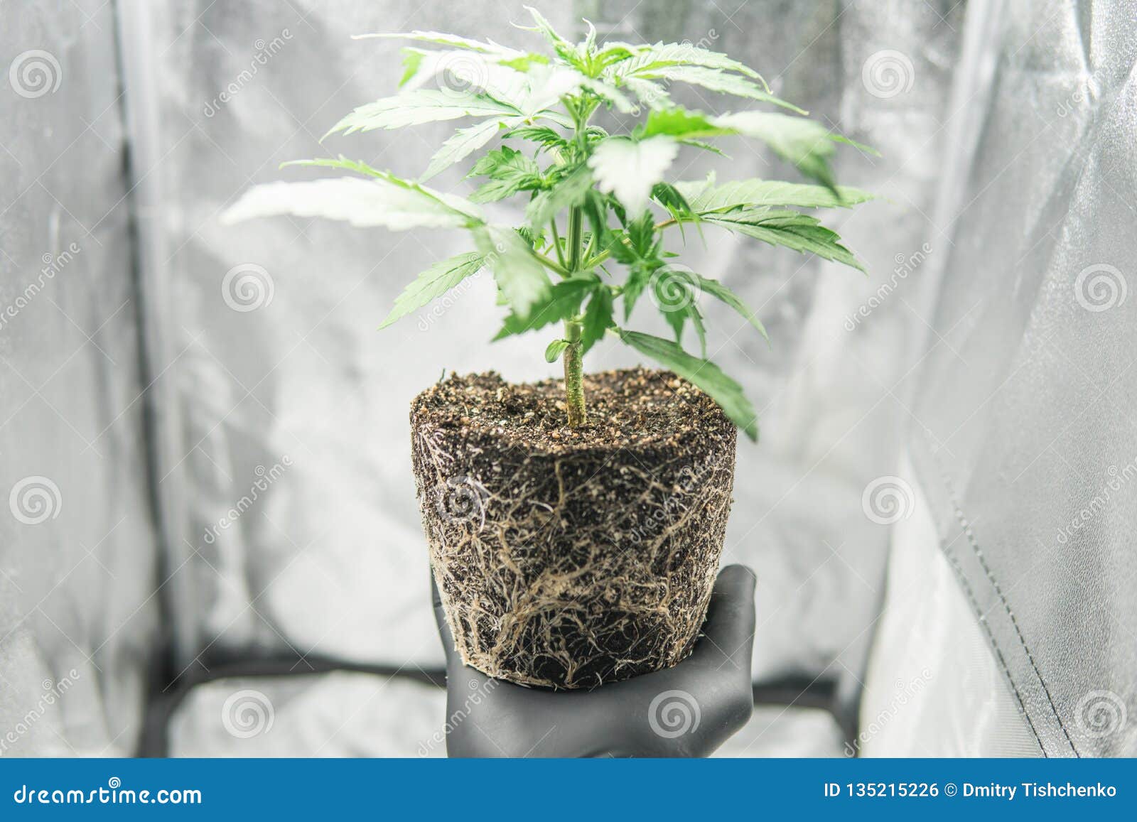 В корнях марихуаны зимбура наркотик