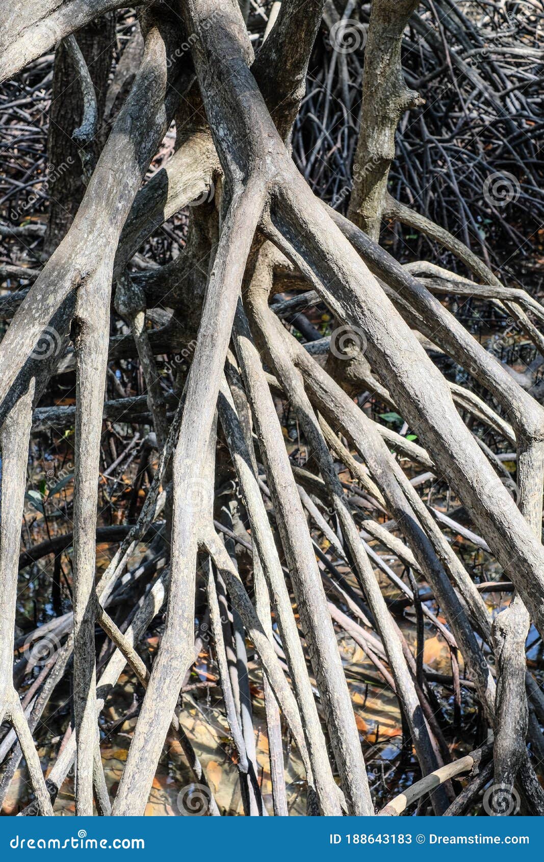 The roots of the mangroves stock image. Image of ground 188643183