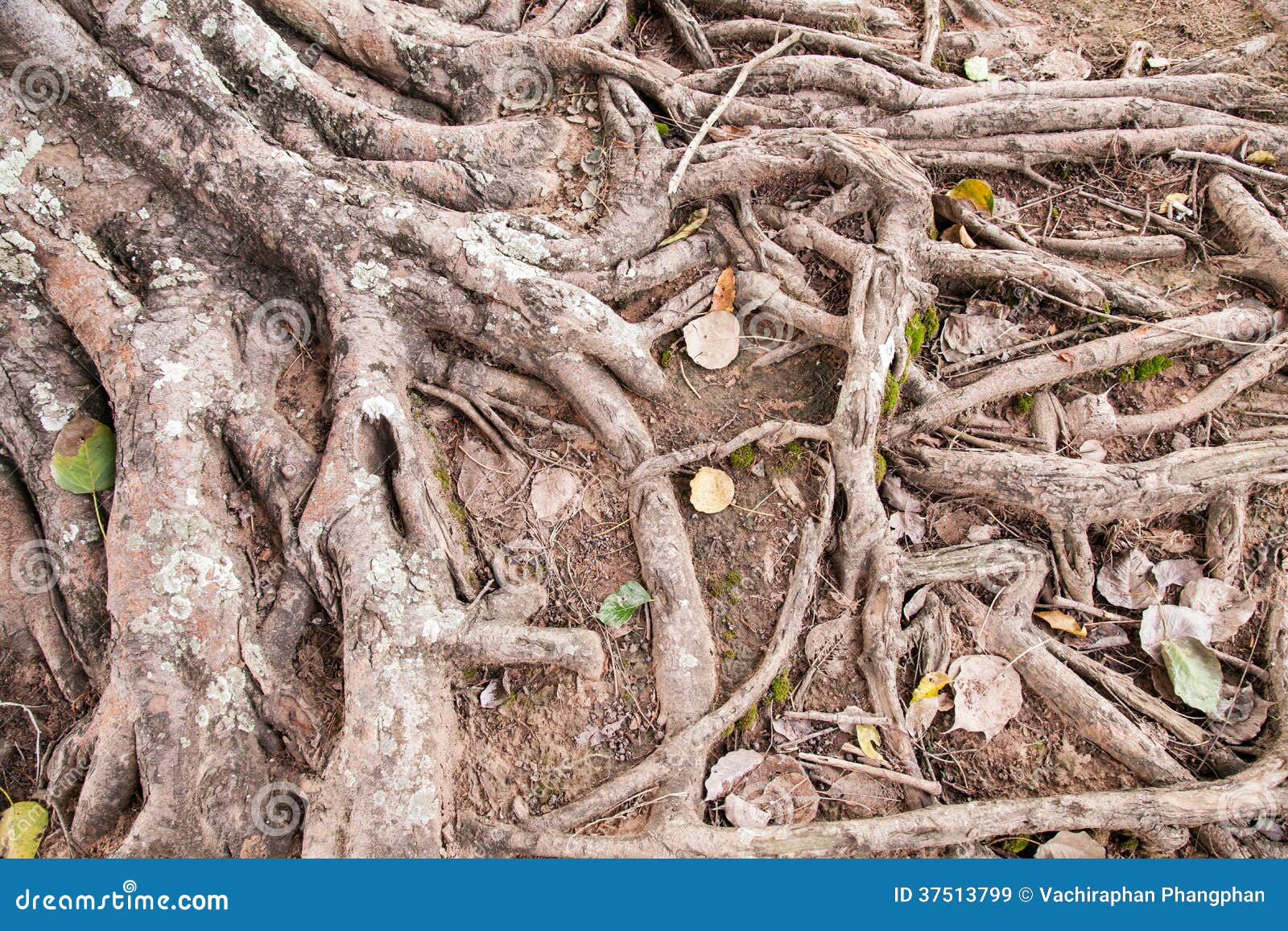 Roots of an old tree stock image. Image of grass, background 37513799