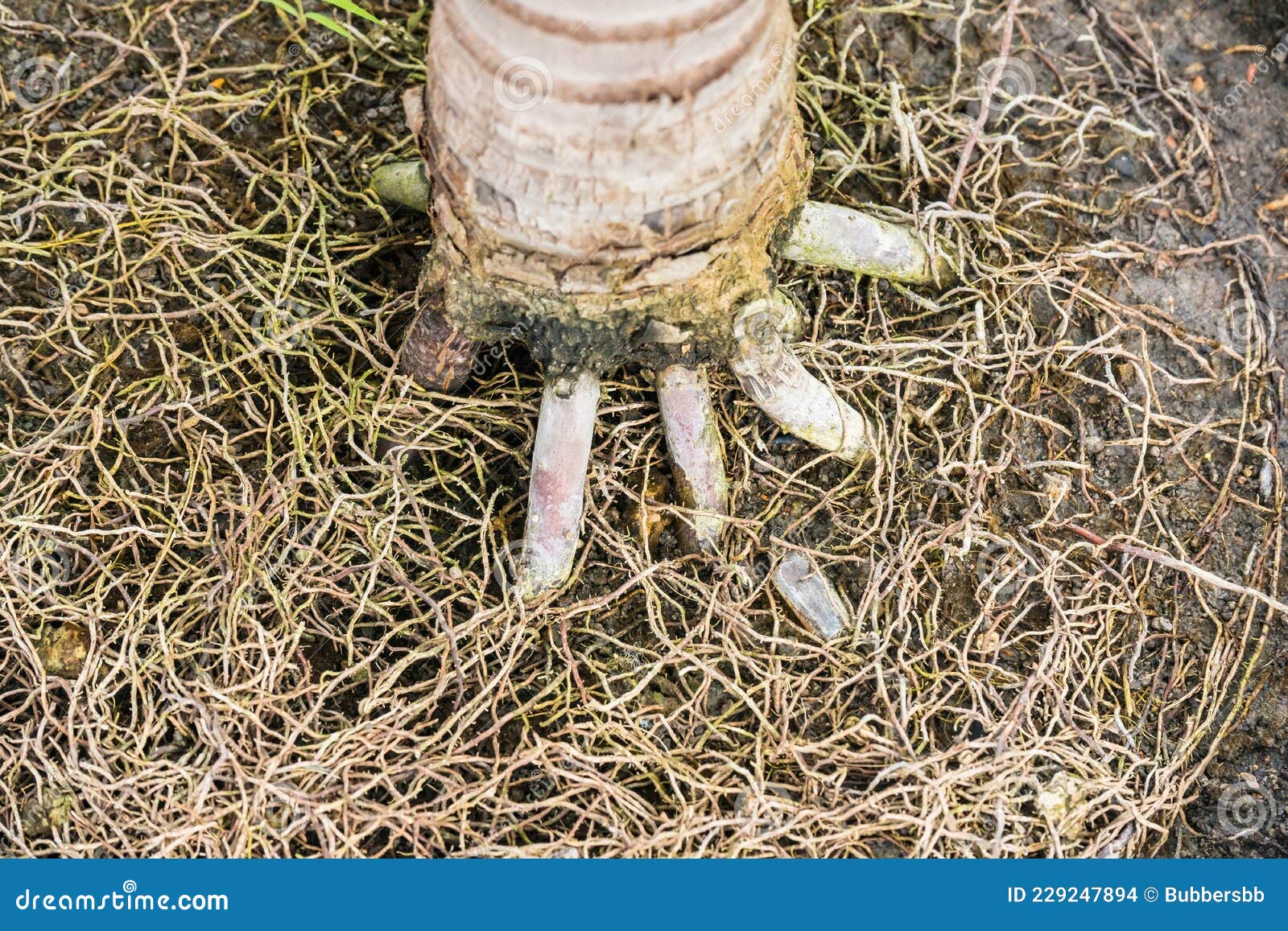 The Roots of Ornamental Plants in the Home Garden Stock Photo Image of cultivation, closeup