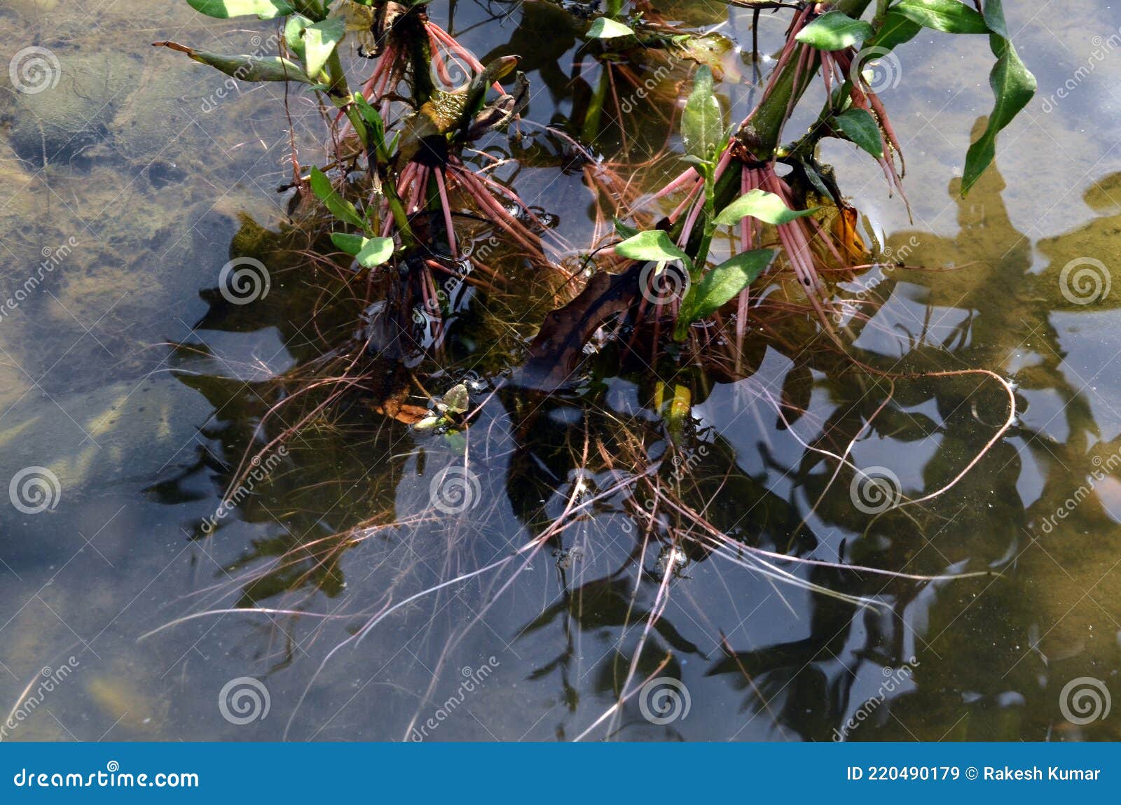 roots of plant in water river beas nadaun himachal pradesh india