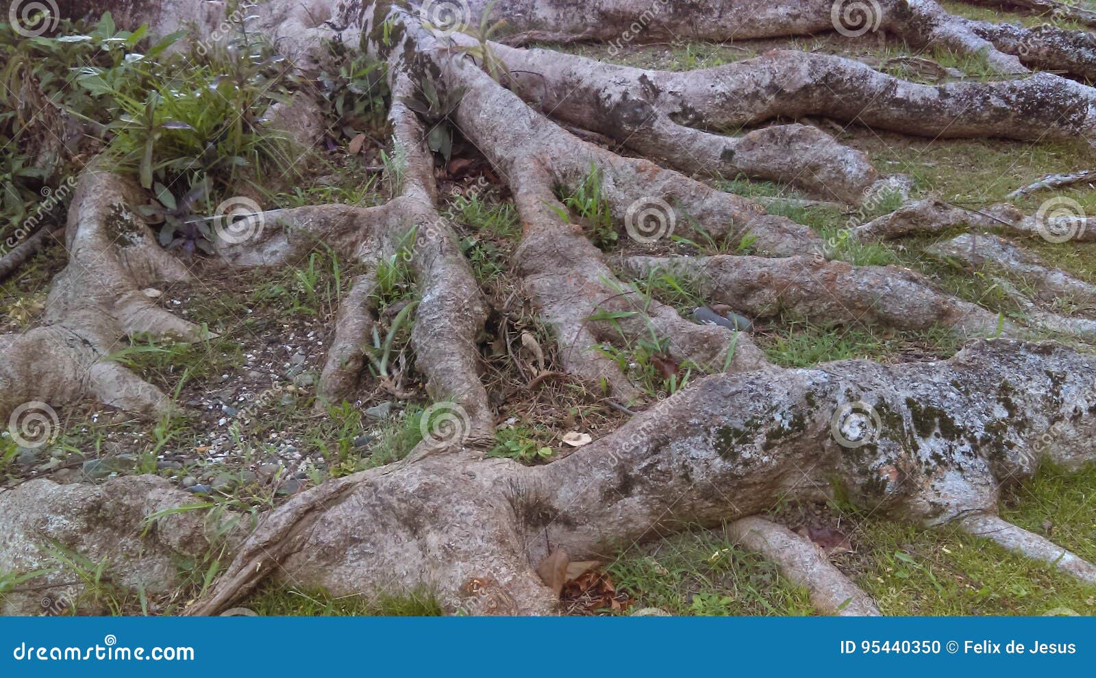roots - raices