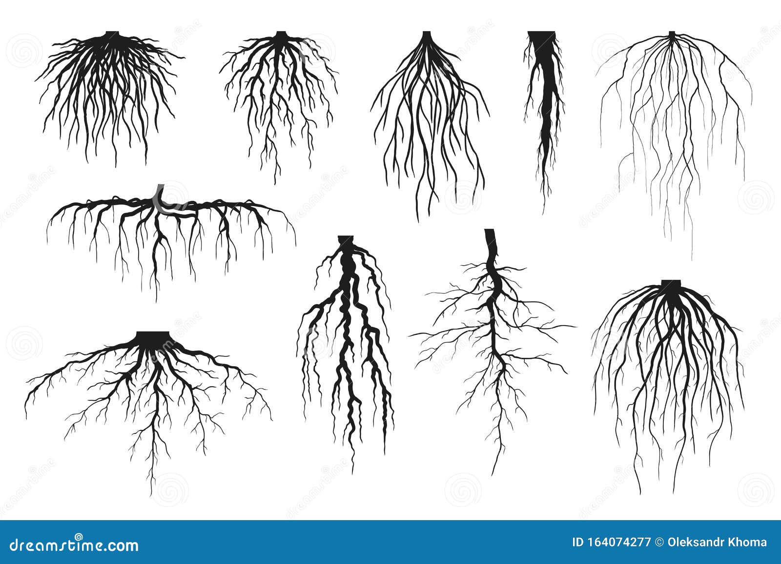 tree roots silhouettes  on white,  set of taproot and fibrous root systems