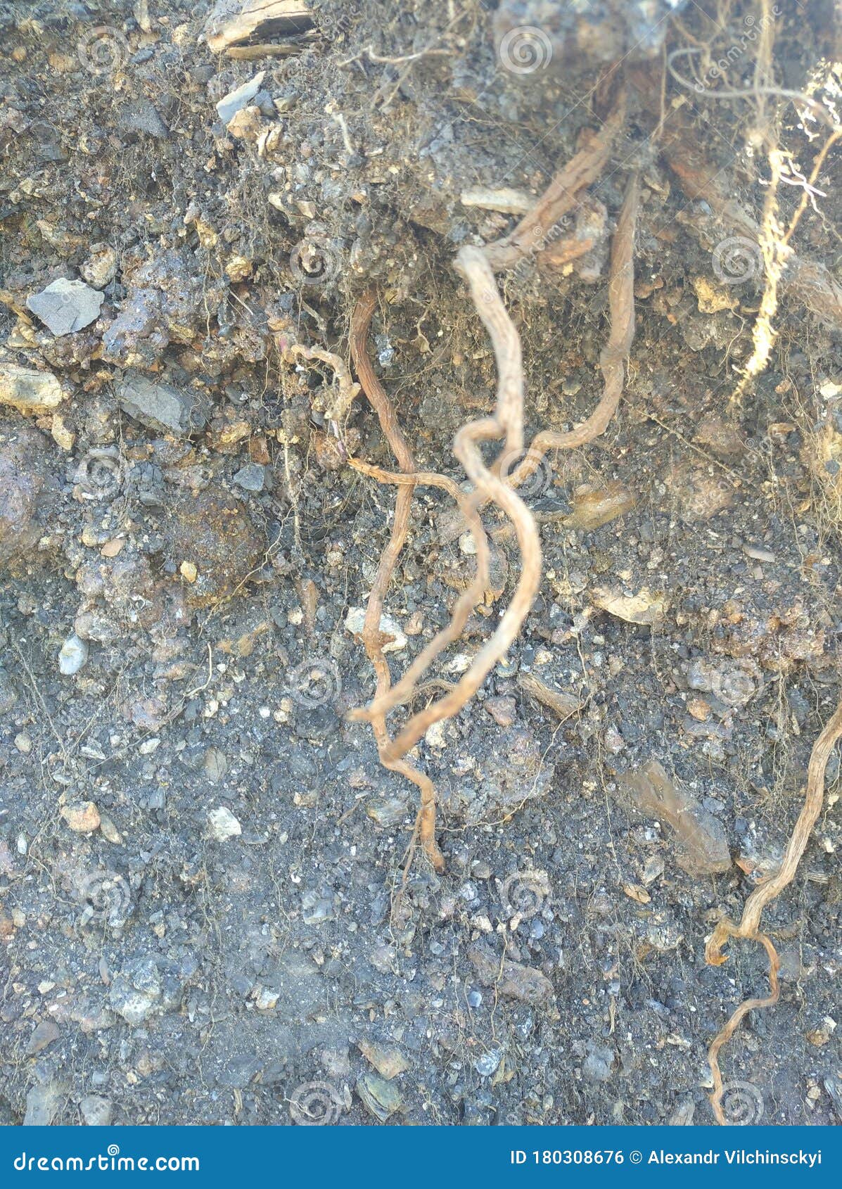 ROOTS in the SOIL stock photo. Image of tree, natural 180308676