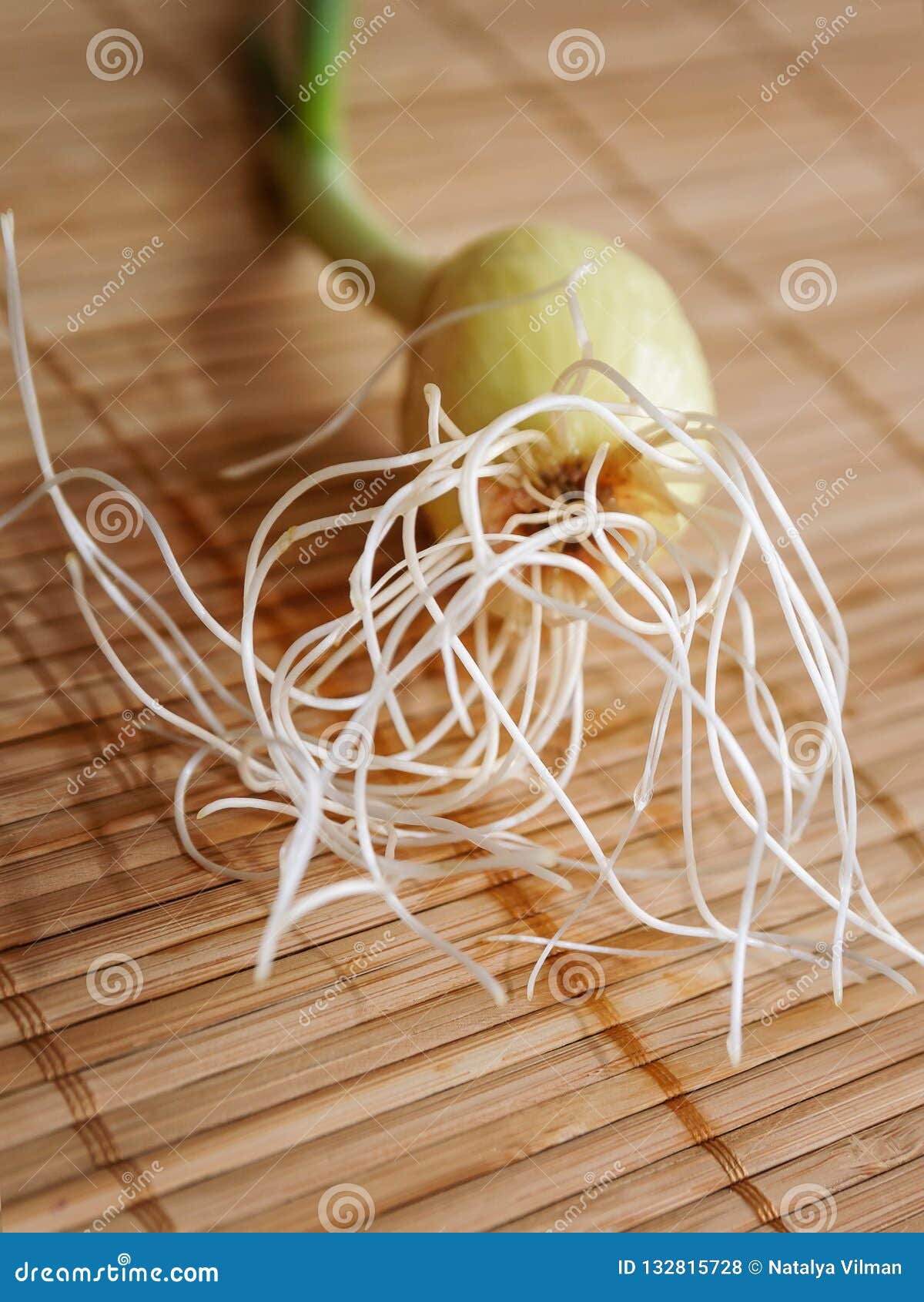 Roots of Sprouted Onions Closeup Stock Photo Image of ingredient