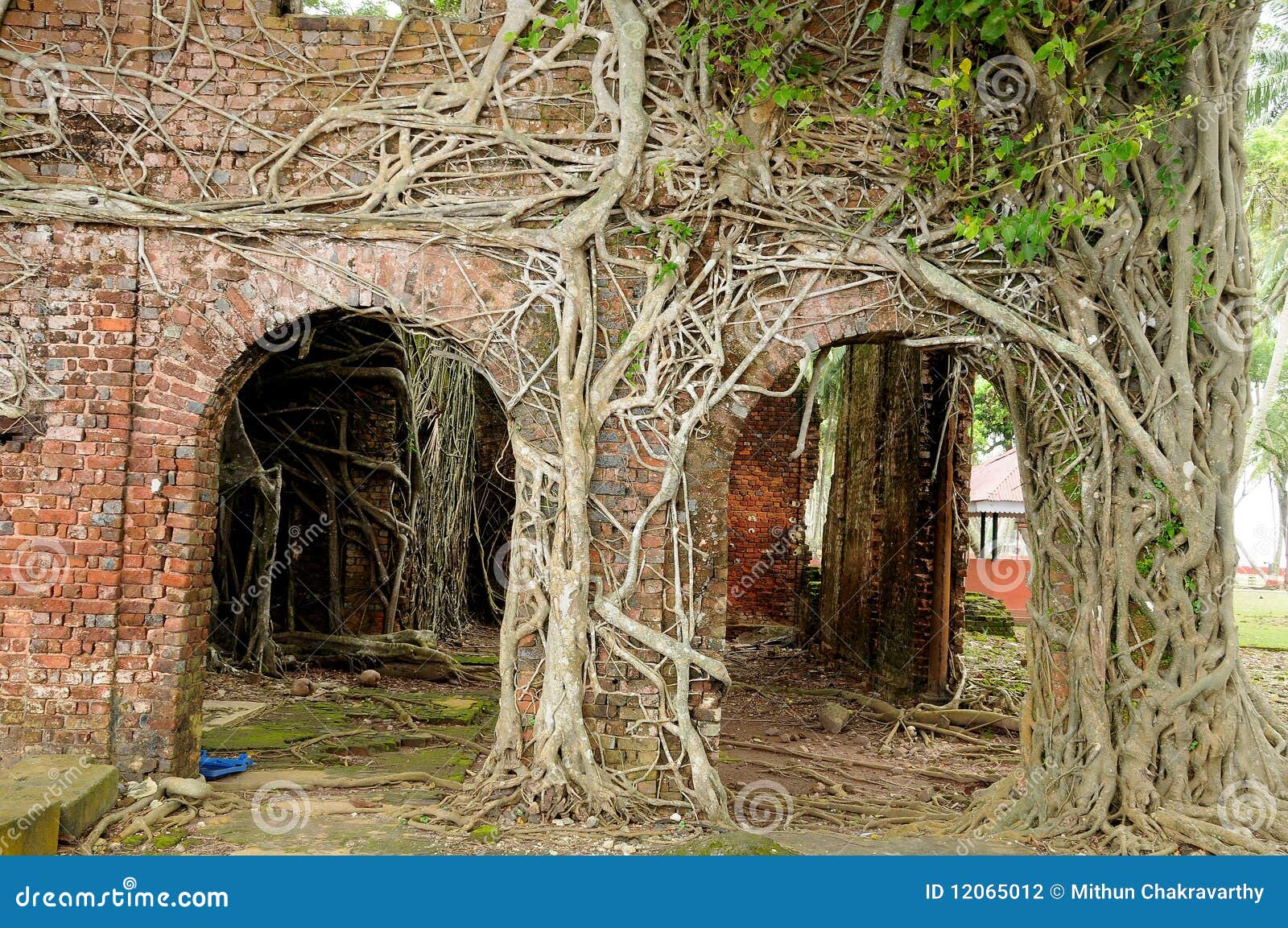 roots of strangler tree climb over wall