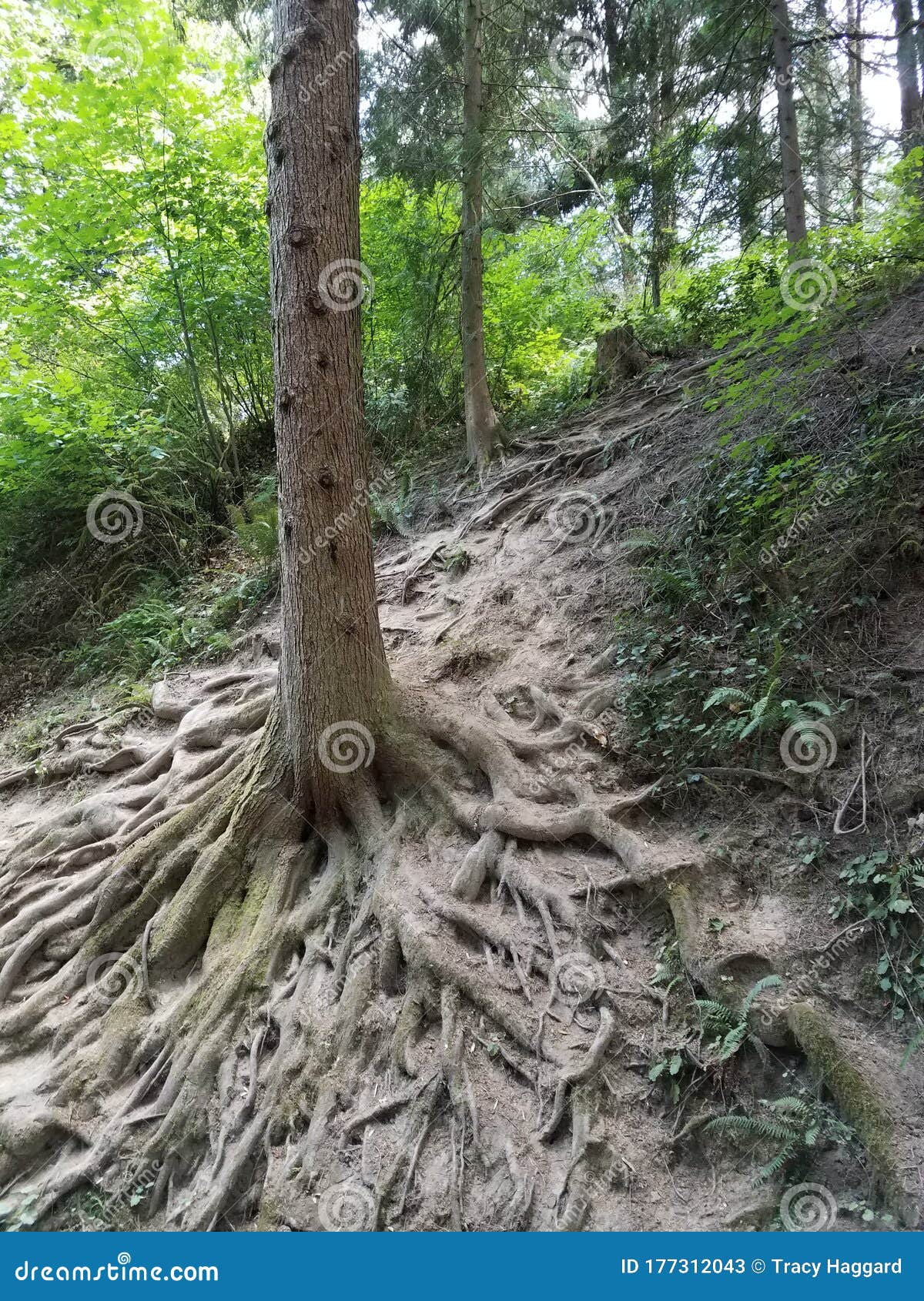 Roots to breathe air stock image. Image of breathe, green 177312043