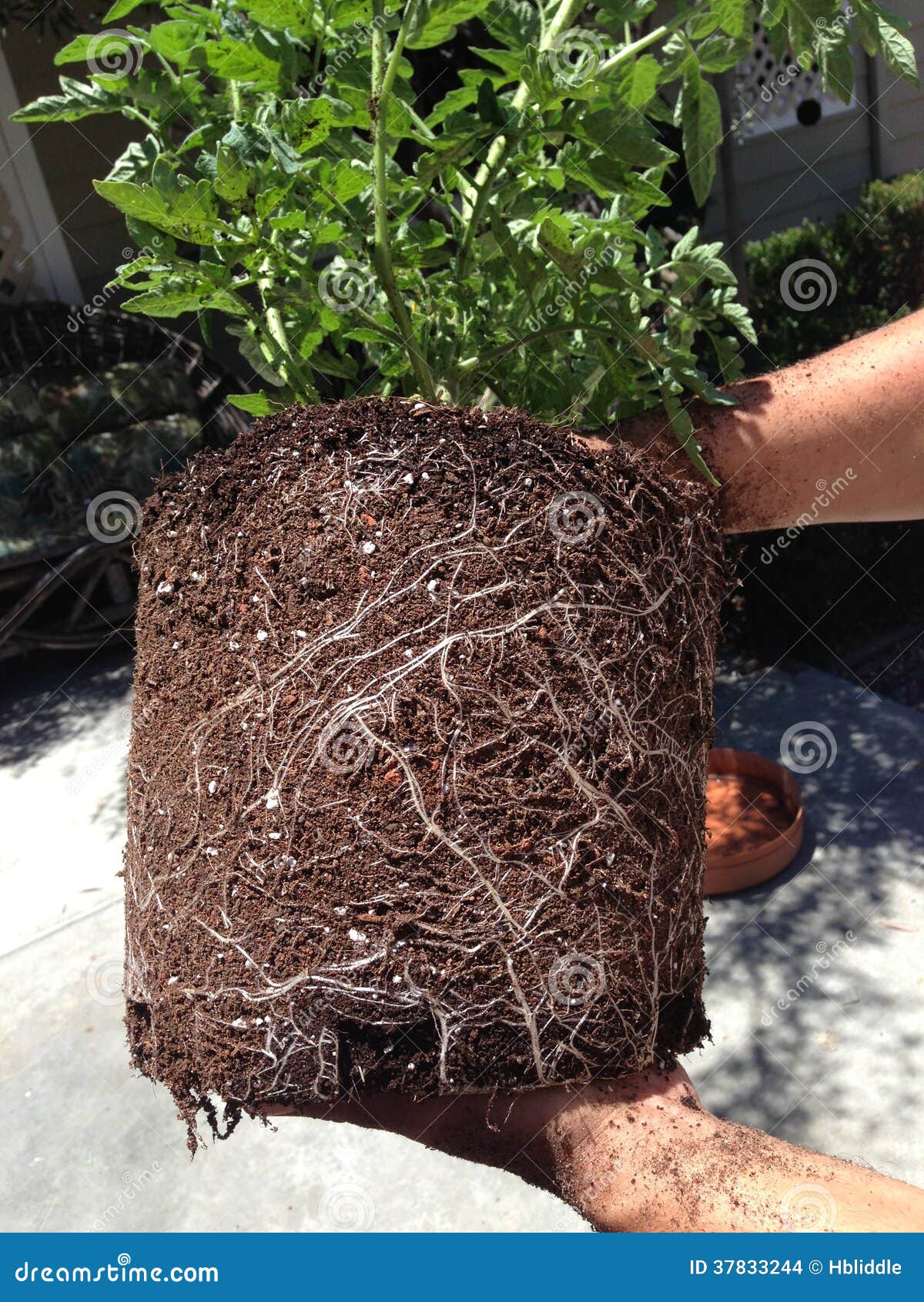 Roots of a tomato plant stock photo. Image of roots, transplanting