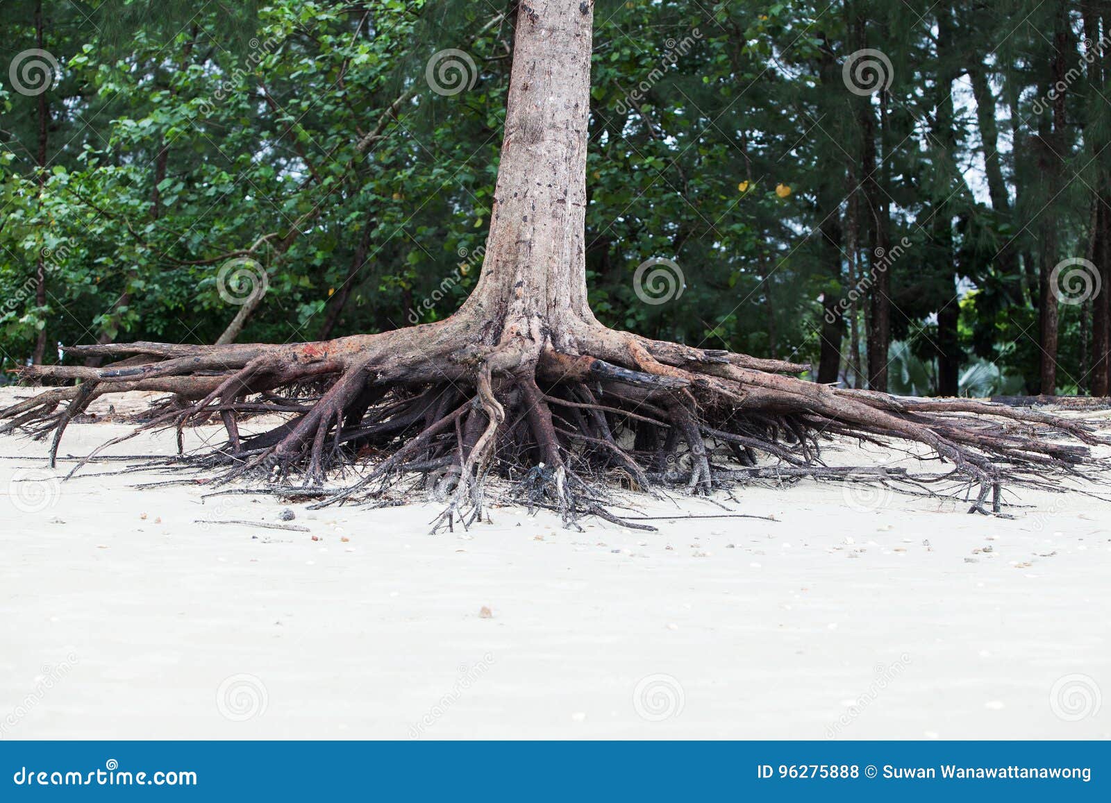 roots of tree standing dead because erode by seawater