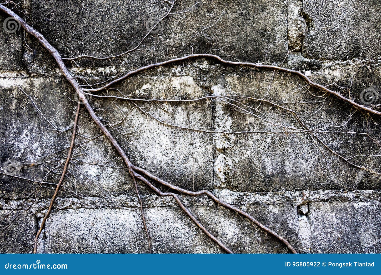 The Roots of the Trees Covered Brick Wall. Stock Photo Image of white