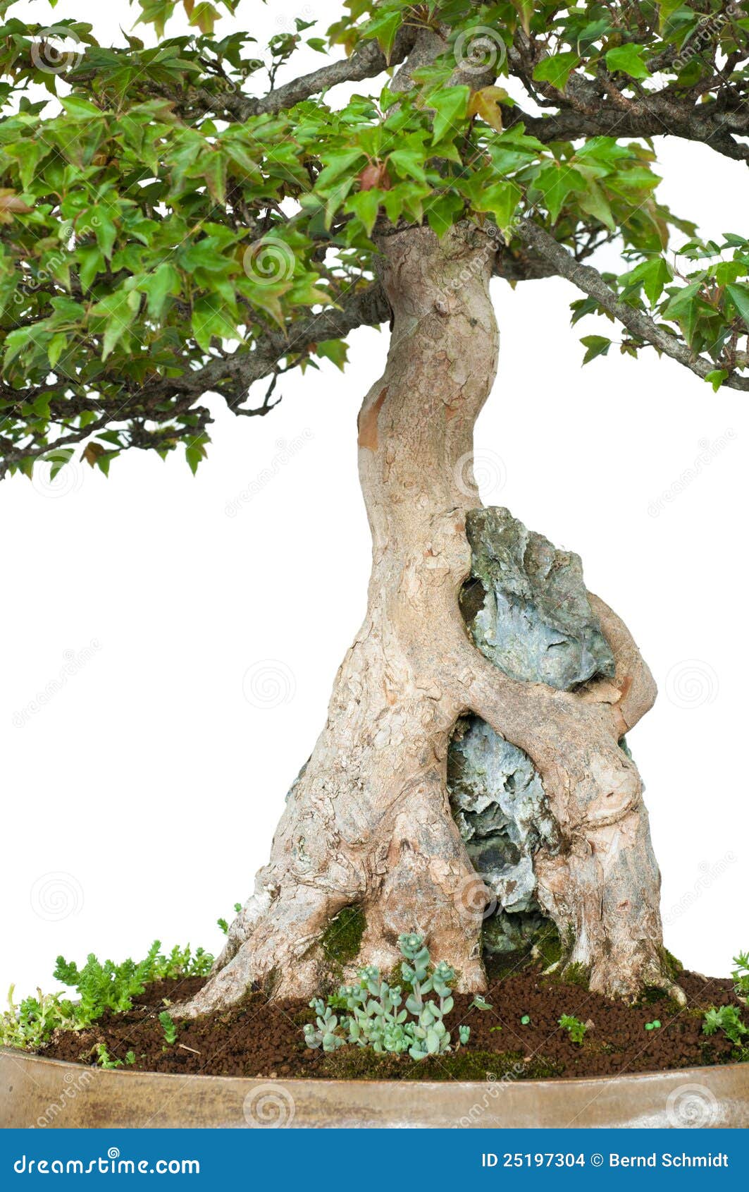Roots Of A Trident Maple Is Growing Over A Rock Stock Images Image