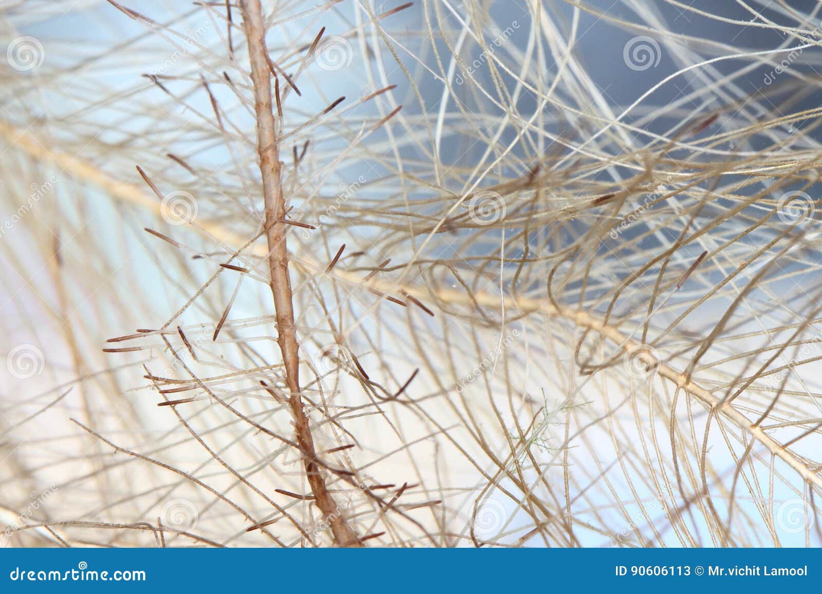 The Roots of Water Lettuce. Stock Image Image of nature, lettuce