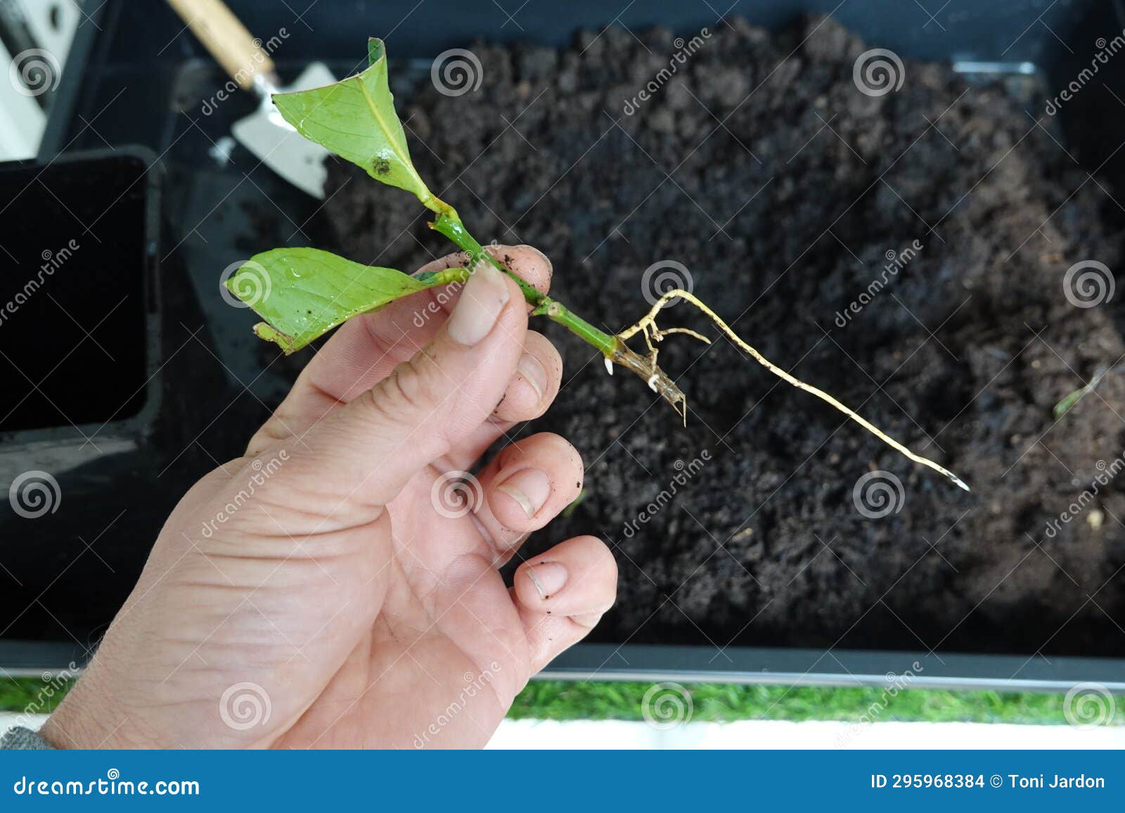 Roots of Young Lemon Tree Obtained by Cuttings. Propagate Lemon Tree