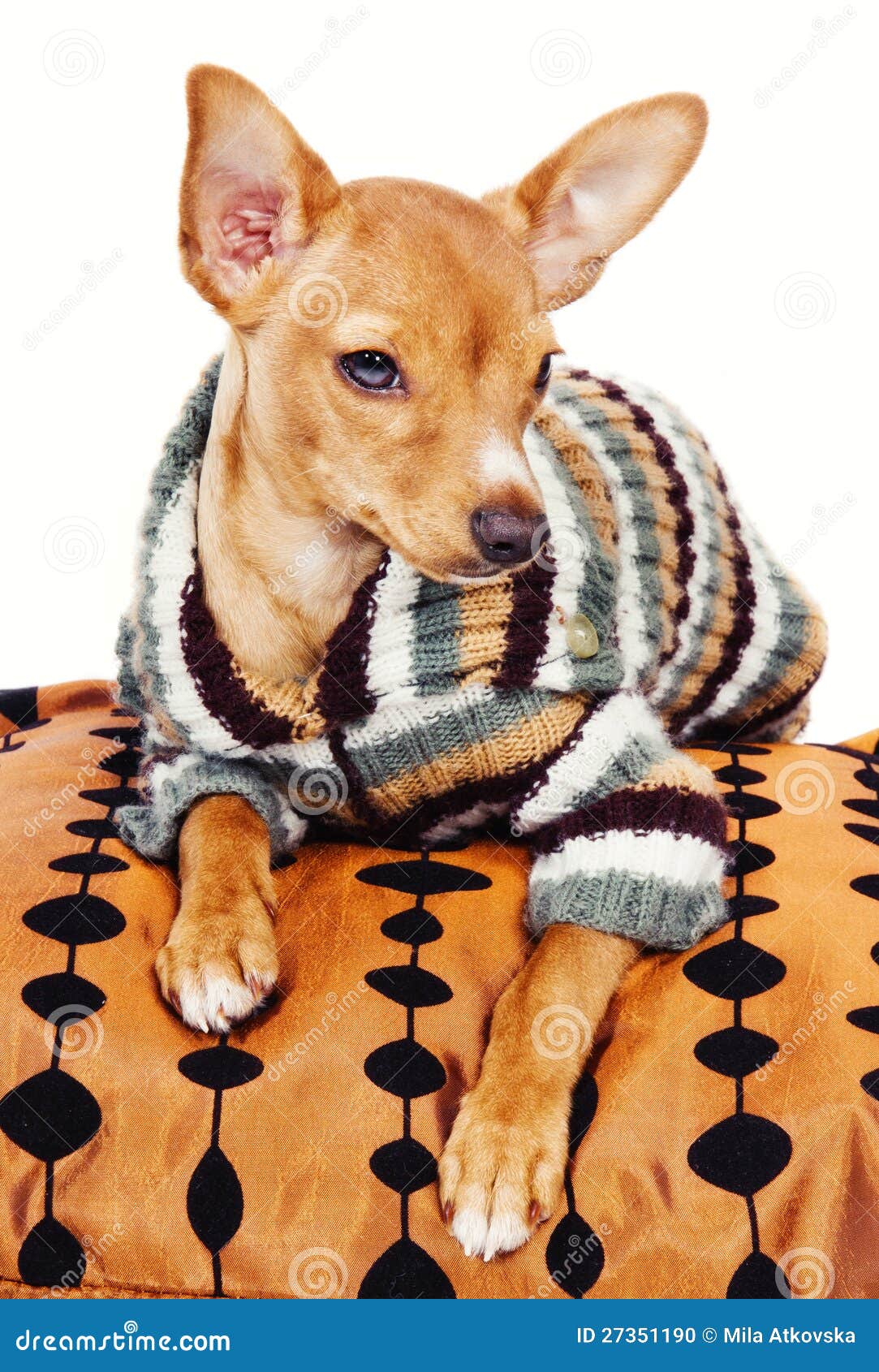 Ropa Del Del Perrito Miniatura Pincher Que Desgasta Foto de archivo - Imagen de lindo, sentada: 27351190