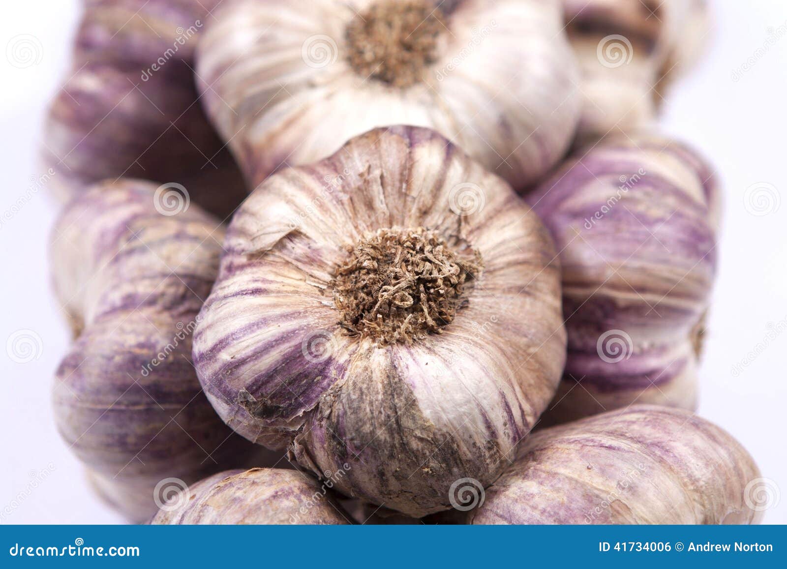 Rope of garlic stock photo. Image of full, cloves, clove 41734006