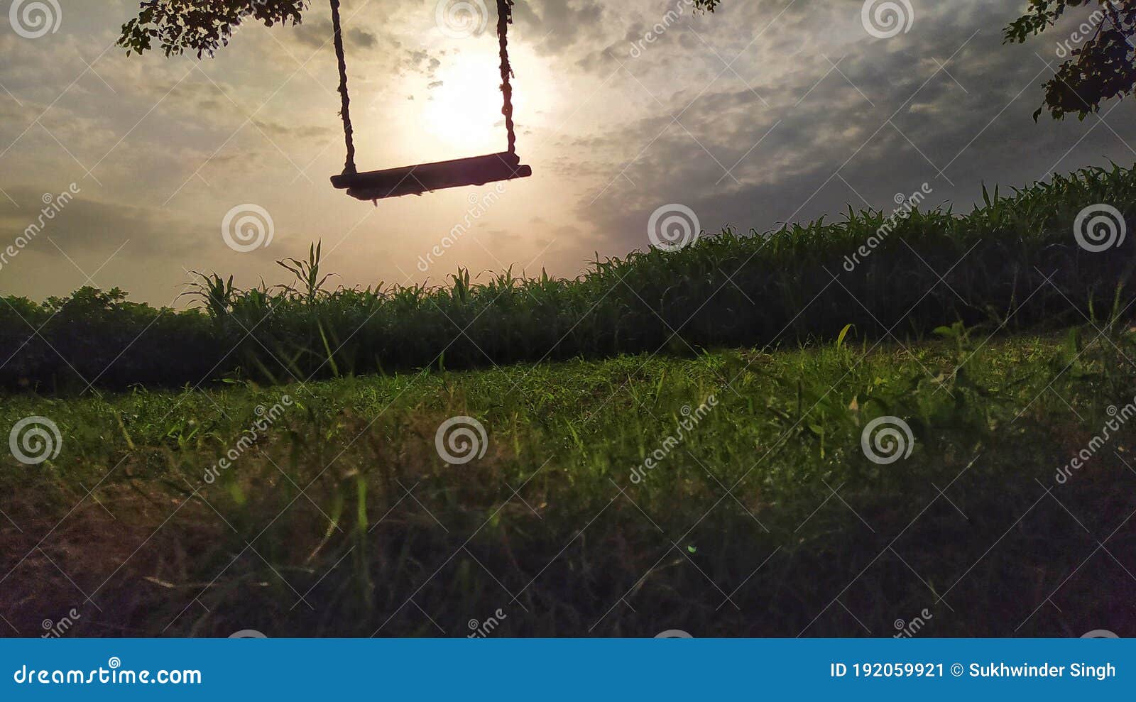 Rope Swing , Tree , Farm , Field, Sunrise, Cloud, India Stock Image