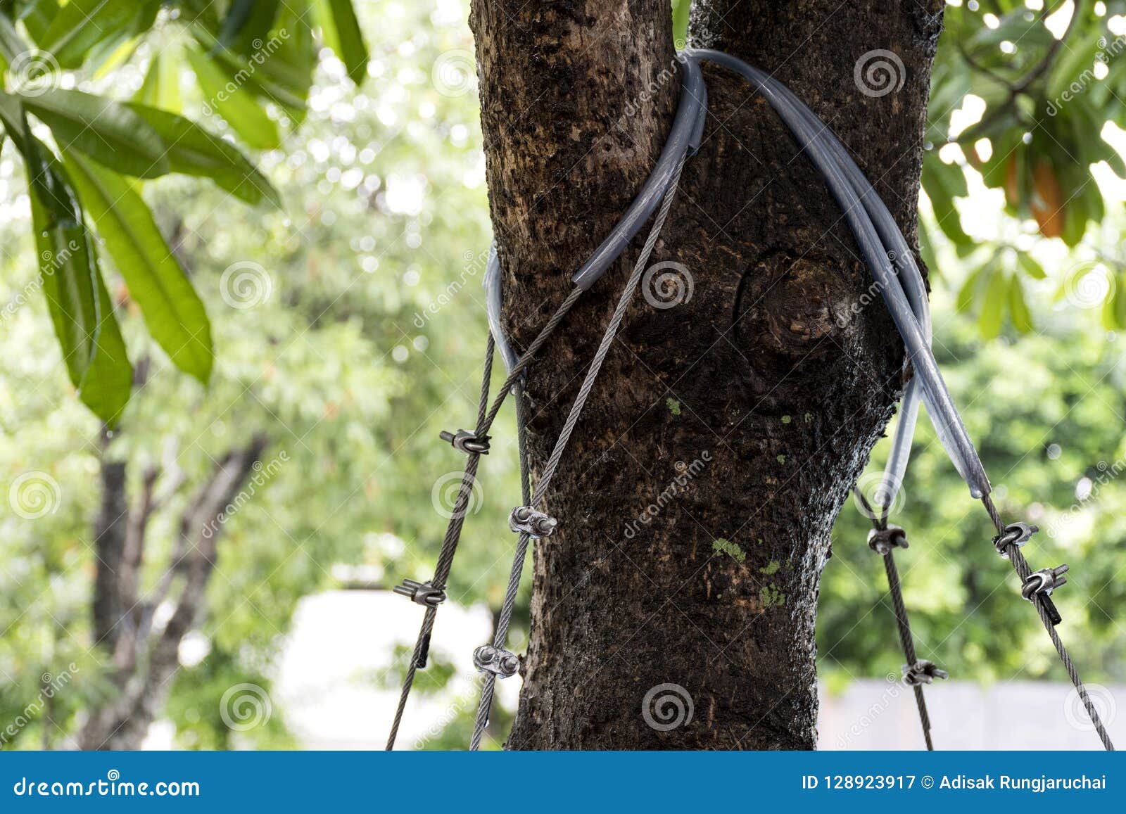 https://thumbs.dreamstime.com/z/rope-tied-around-tree-trunk-front-blurred-natural-background-close-up-rope-tied-around-tree-trunk-front-blurred-128923917.jpg