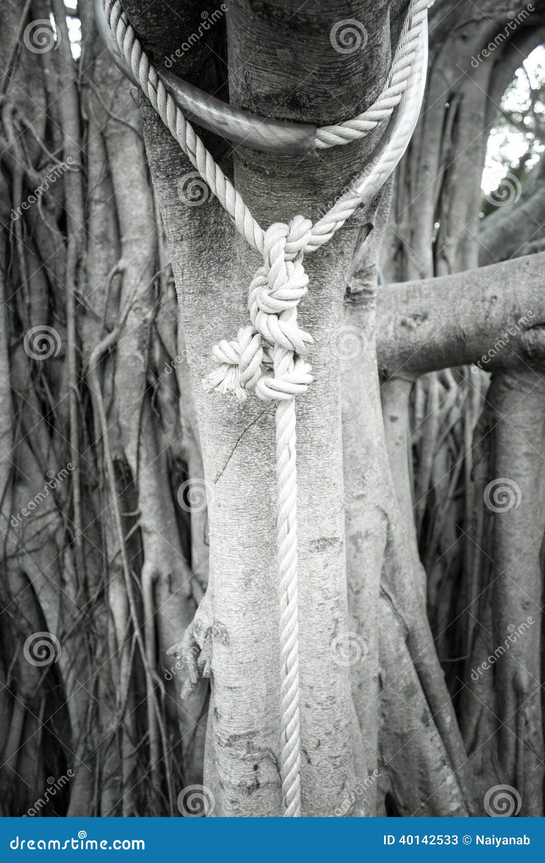 Rope tied to a big tree stock image. Image of trunk, connection