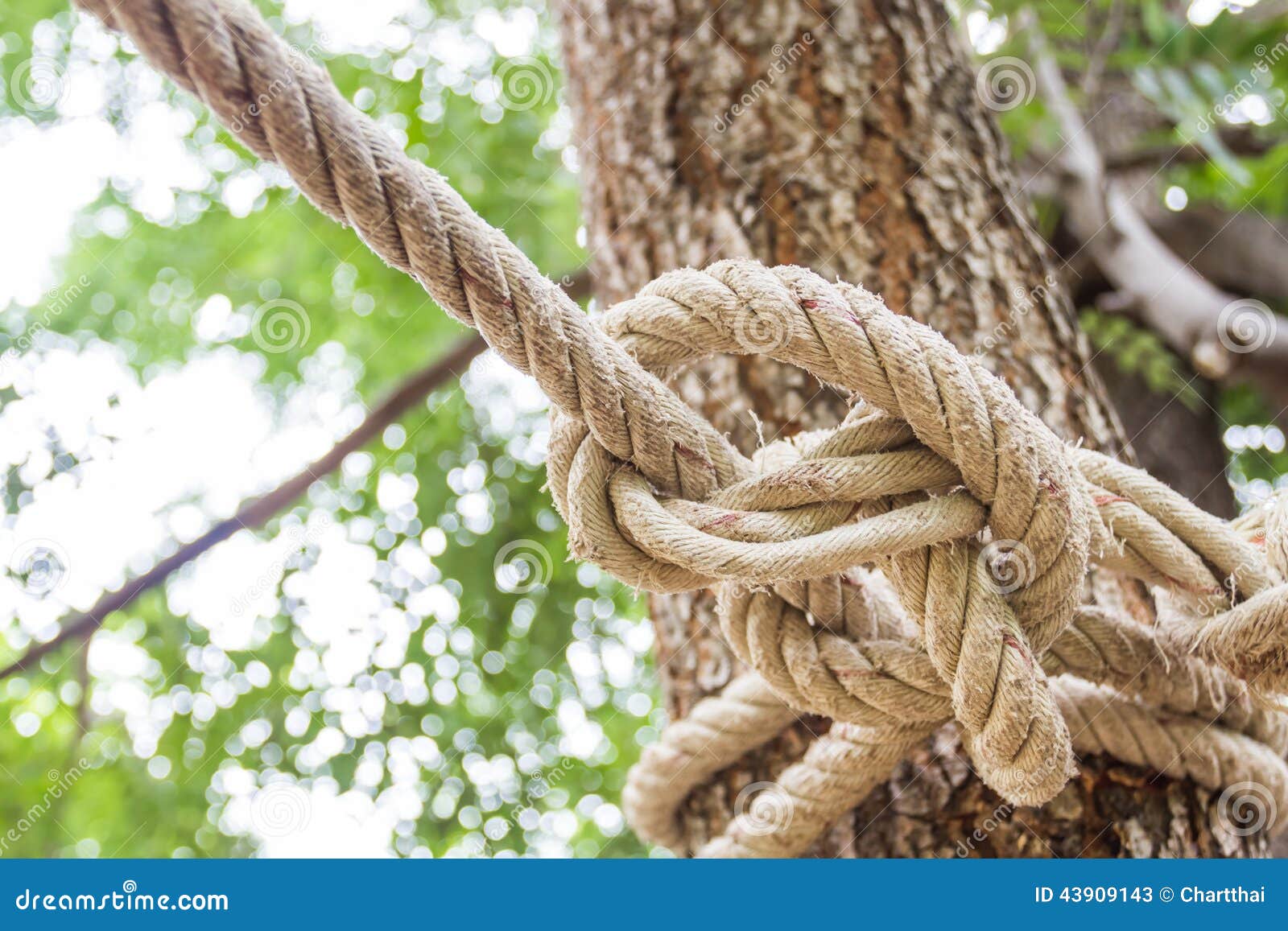 The rope tied to a tree stock image. Image of cordage