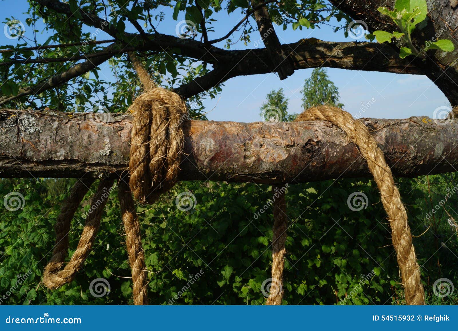 Rope on a tree branch stock photo. Image of vegetable - 54515932
