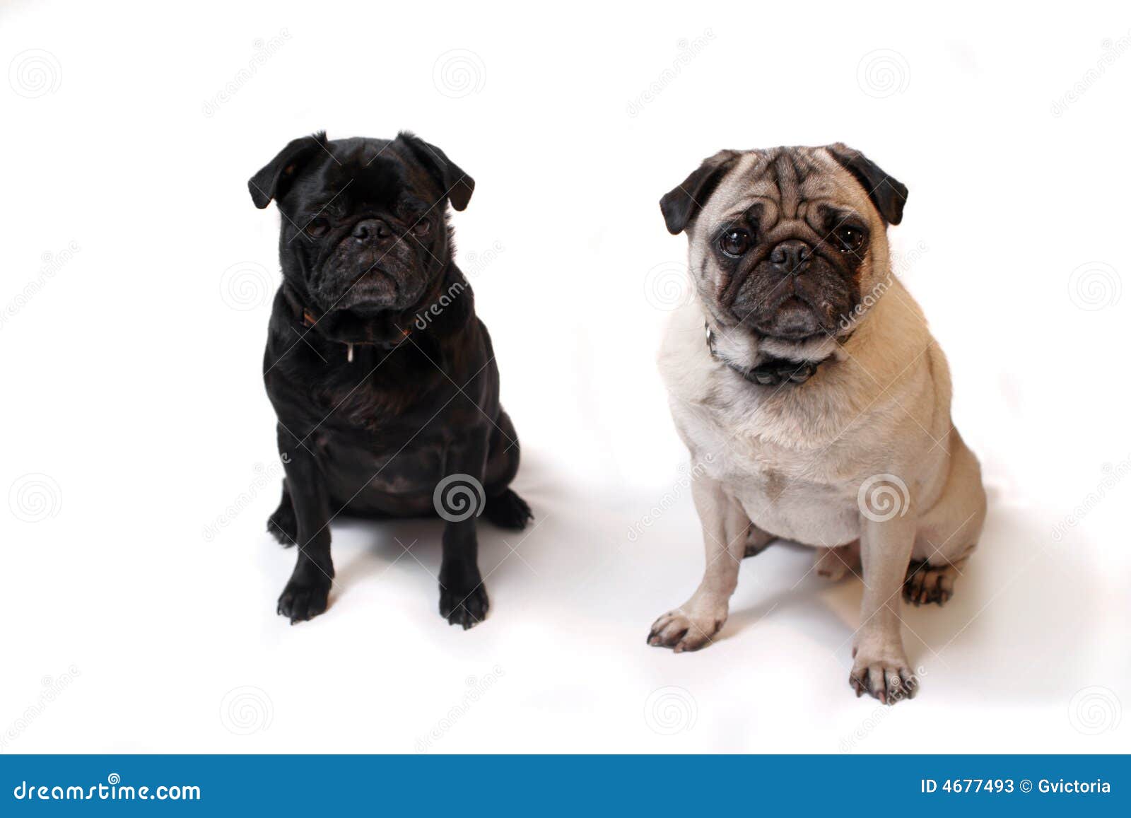 Carlins image stock. Image du froissé, pets, crabot, chiots - 4677493