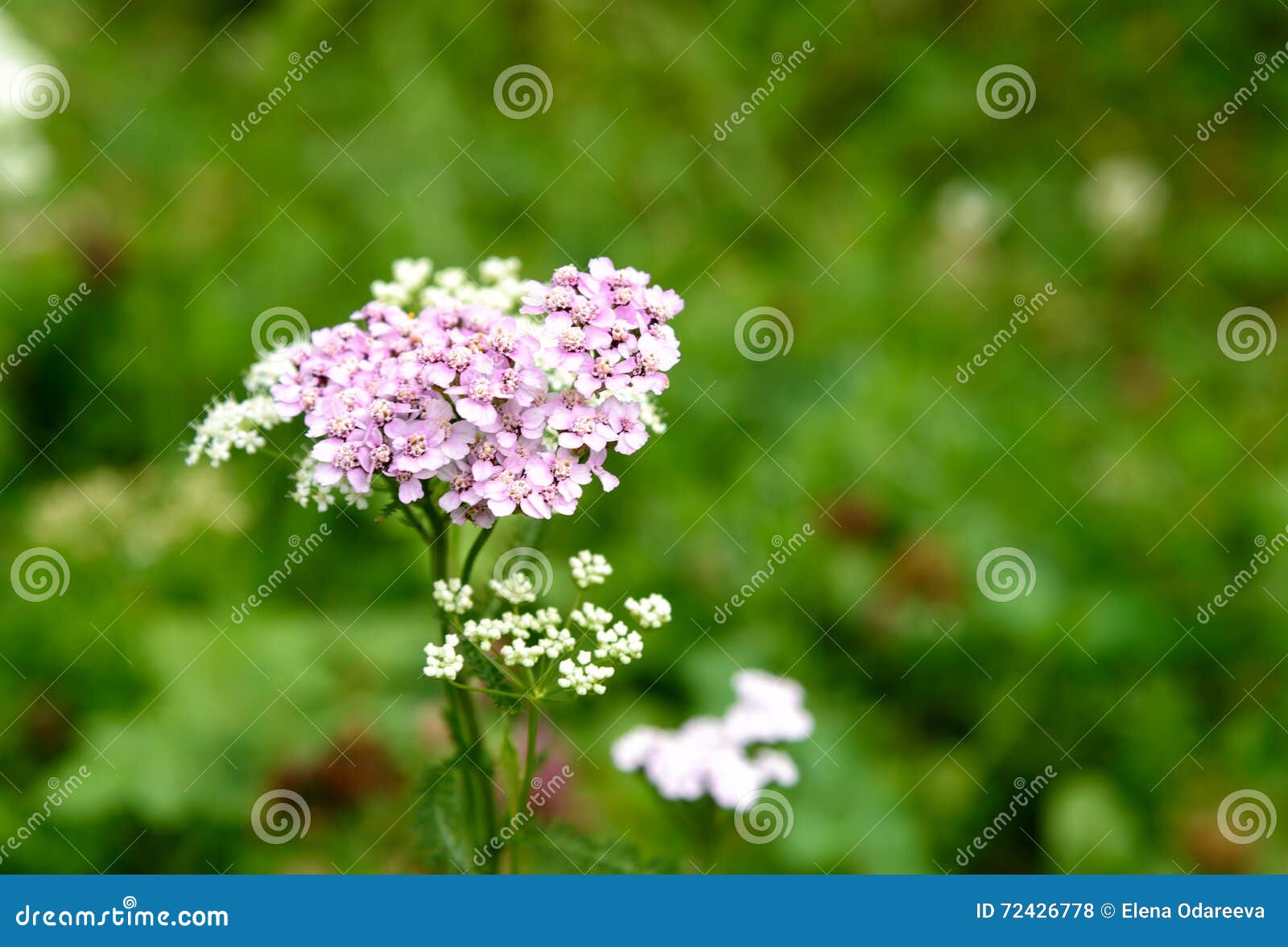 Rosa Achillea-millefolium Blume Stockfoto - Bild von weich, blume: 72426778